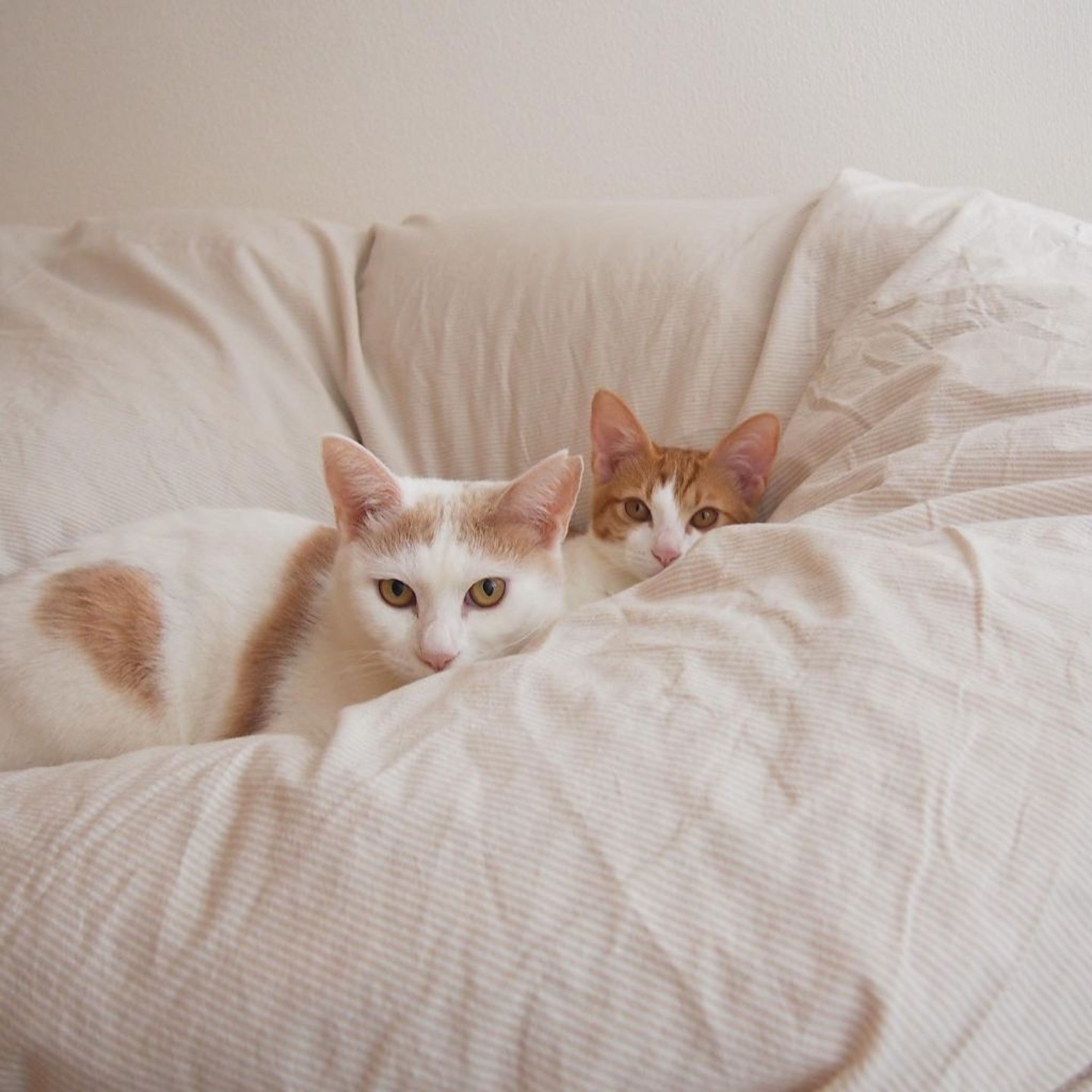 pet-image-8