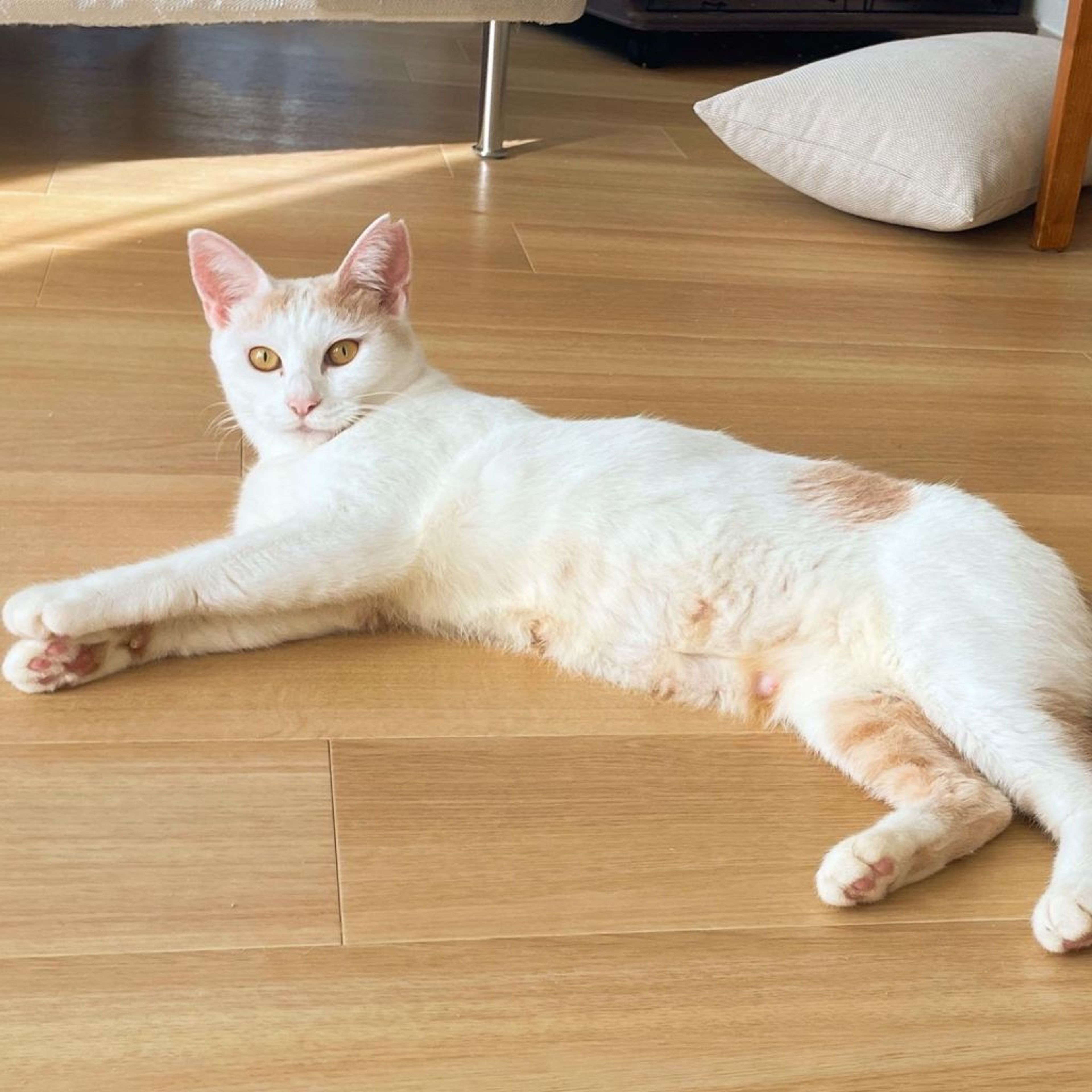 pet-image-10