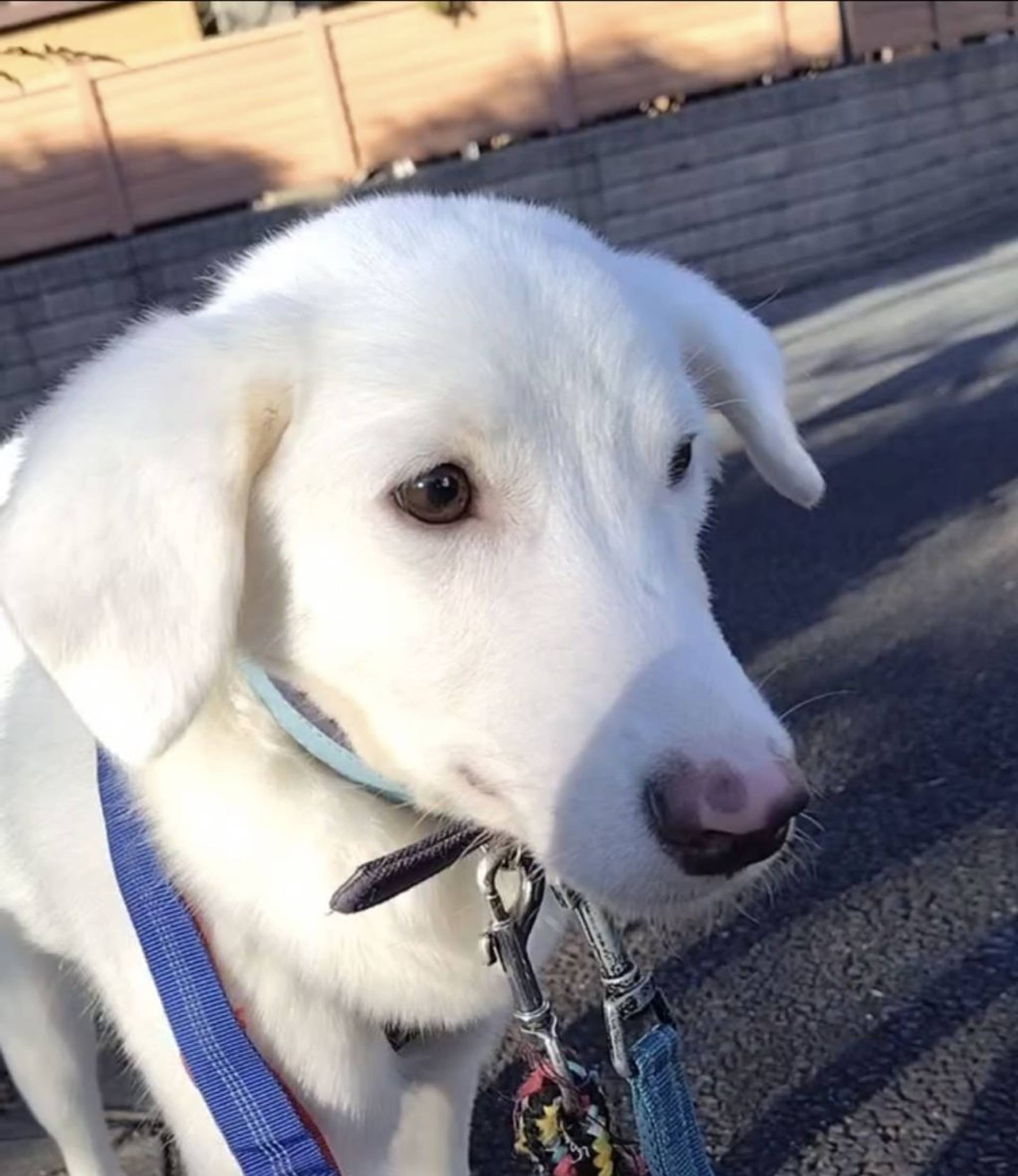 雑種（ミックス犬）・オスの里親募集の写真