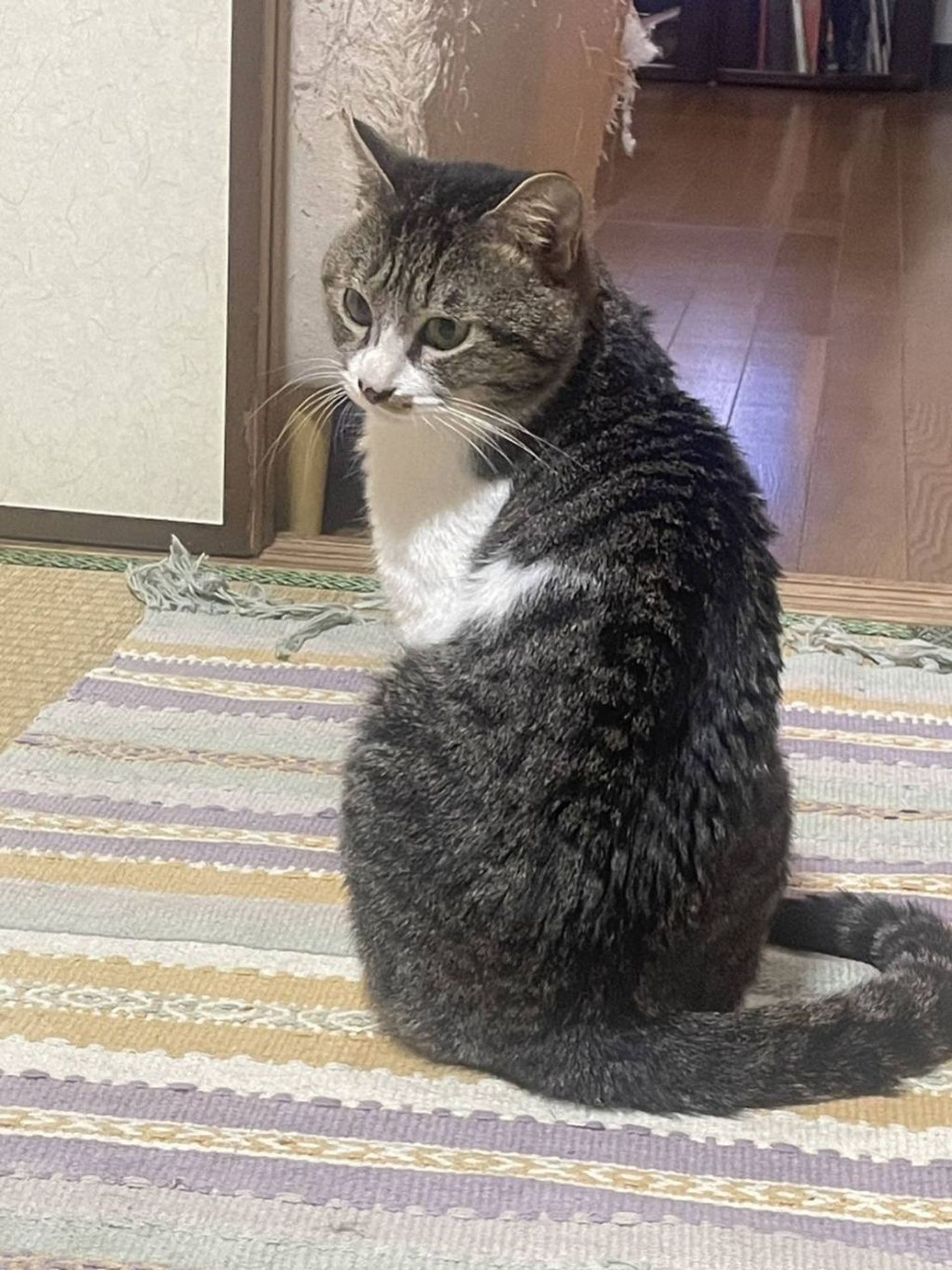 雑種（ミックス猫）・オスの里親募集の写真
