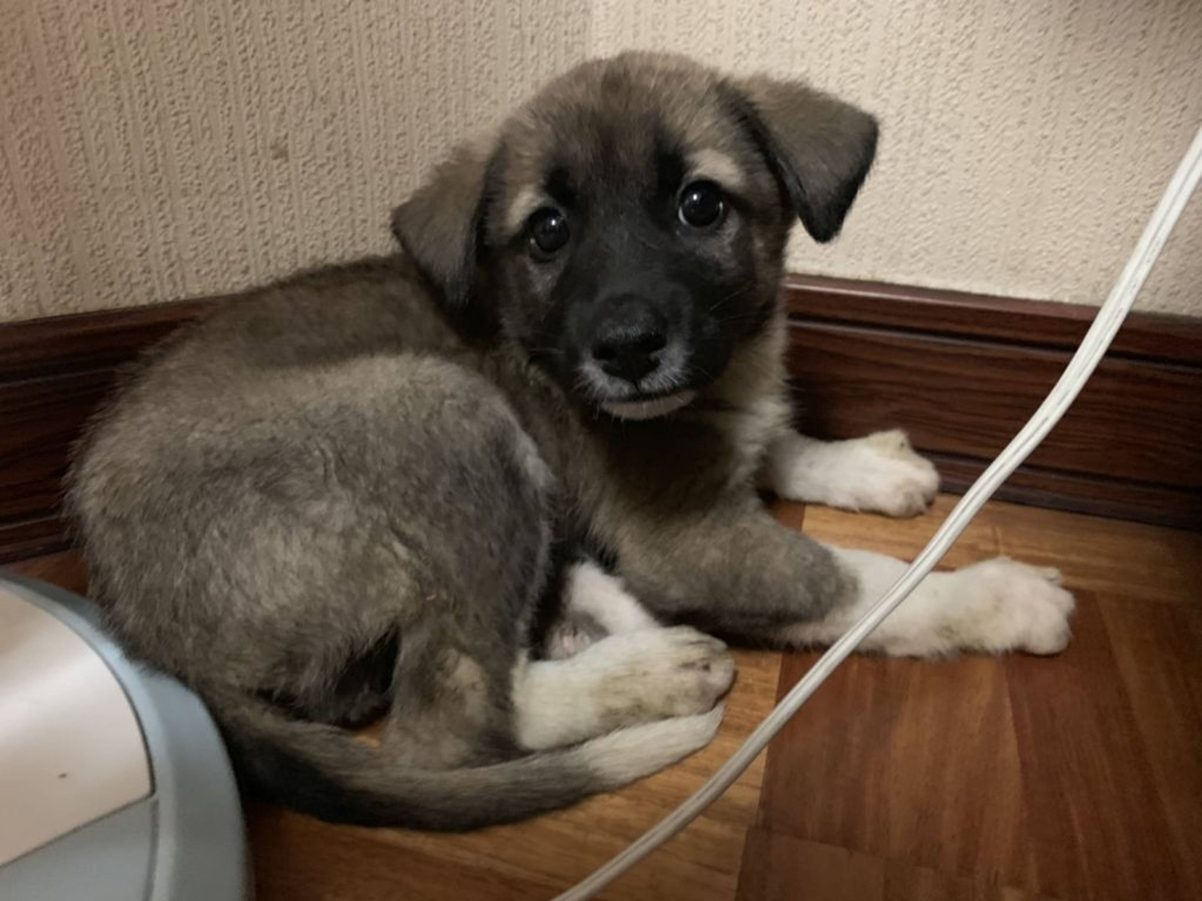雑種（ミックス犬）・メスの里親募集の写真
