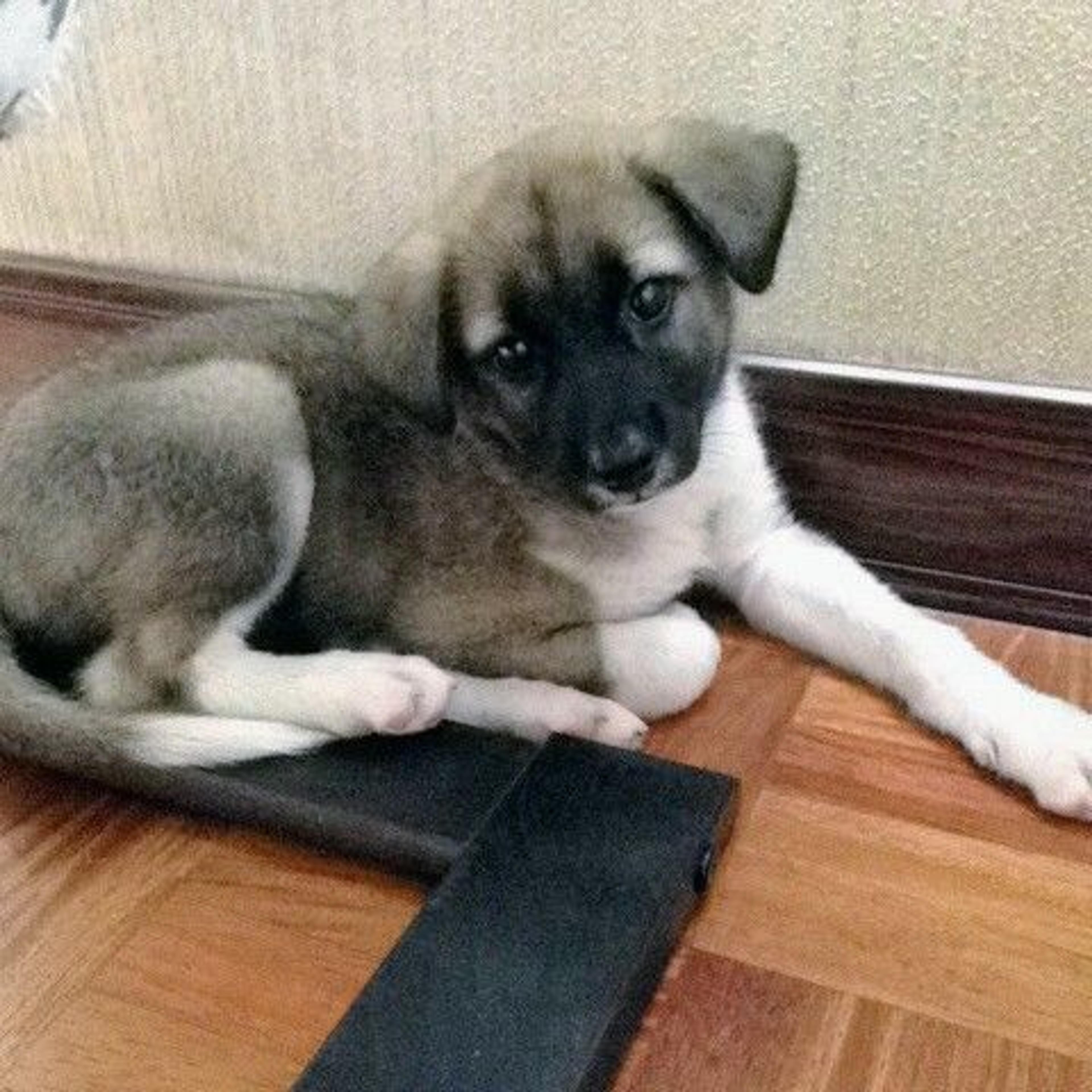 pet-image-3