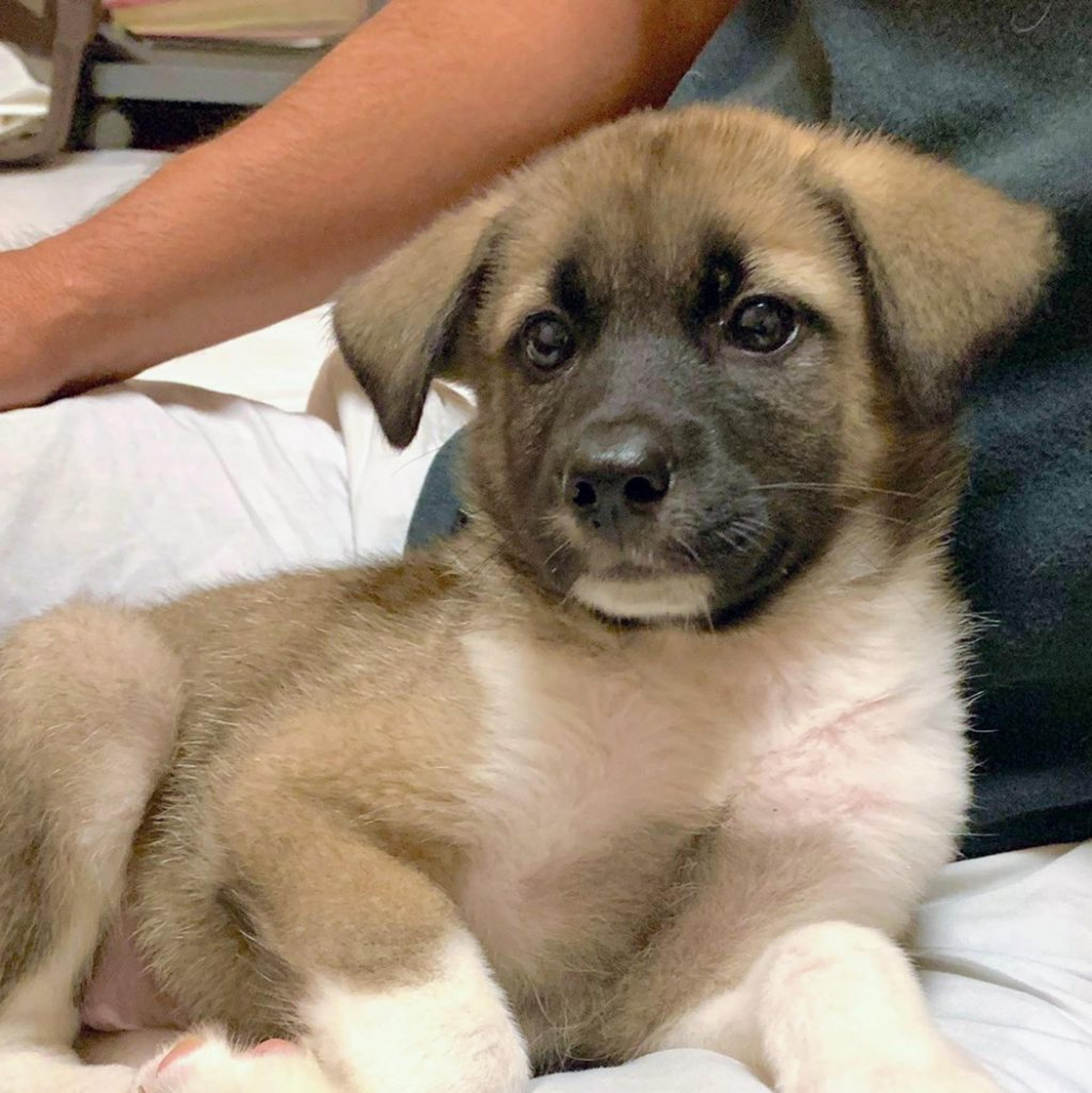 pet-image-2