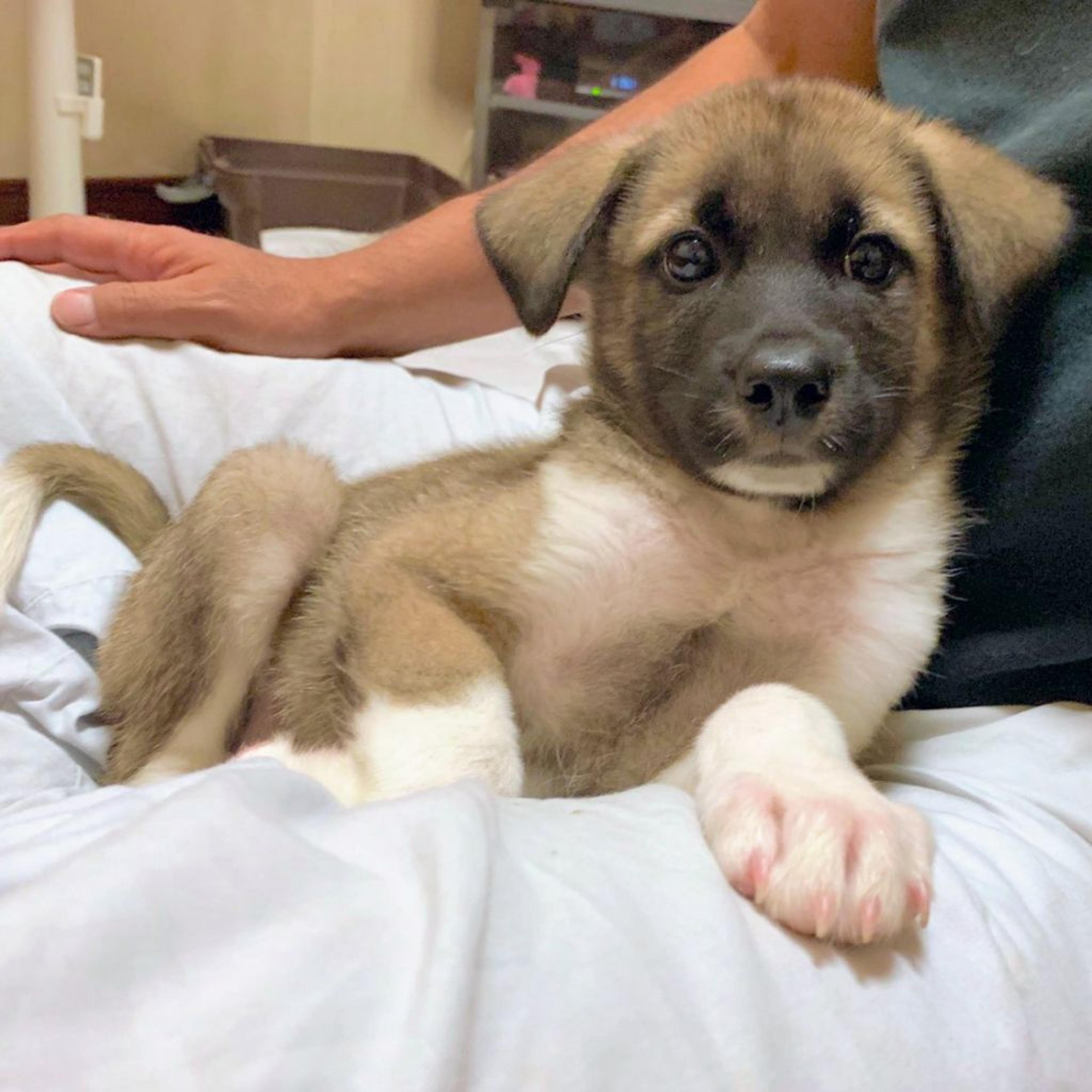 pet-image-4