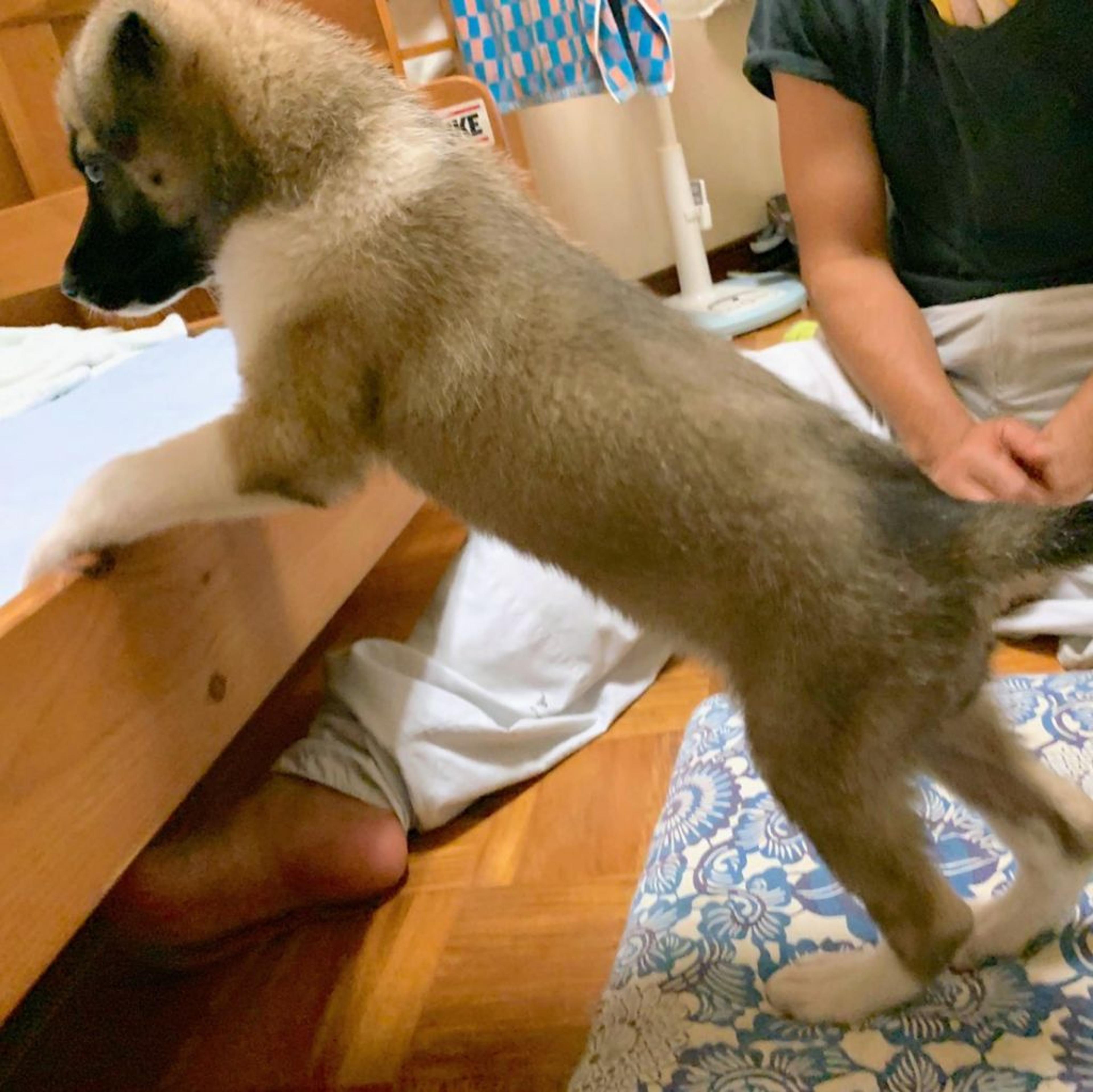 pet-image-5