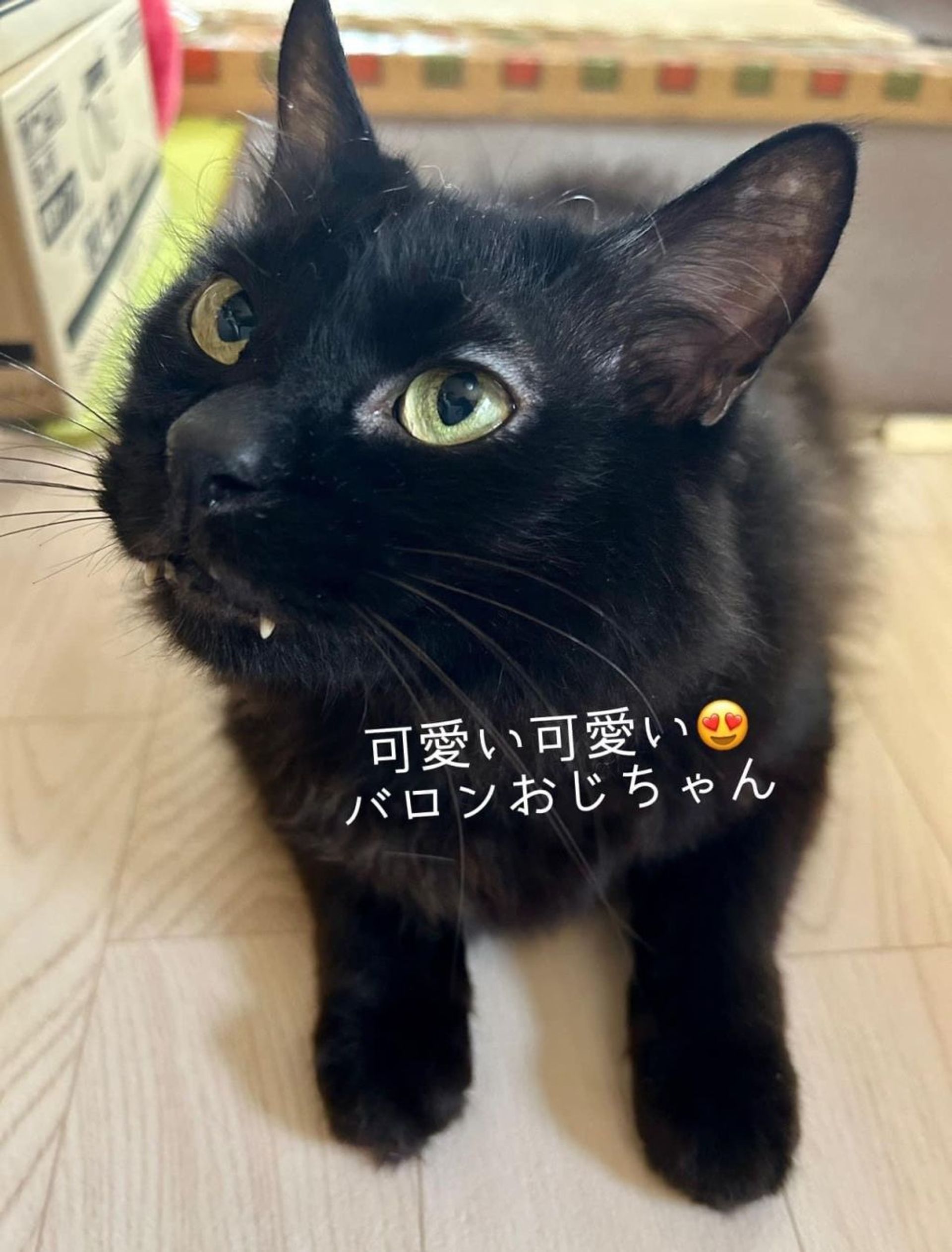 日本猫・オスの里親募集の写真