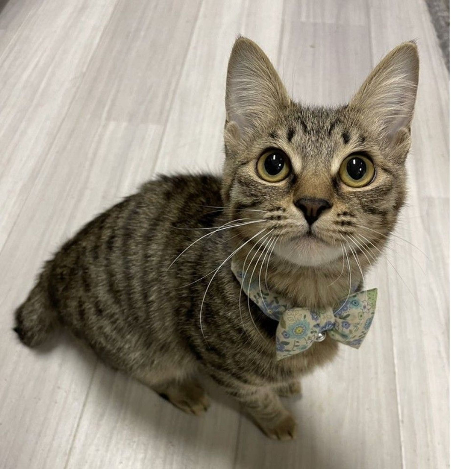雑種（ミックス猫）・メスの里親募集の写真
