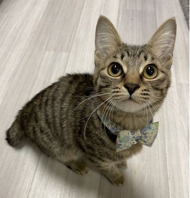 ほっぺちゃん
