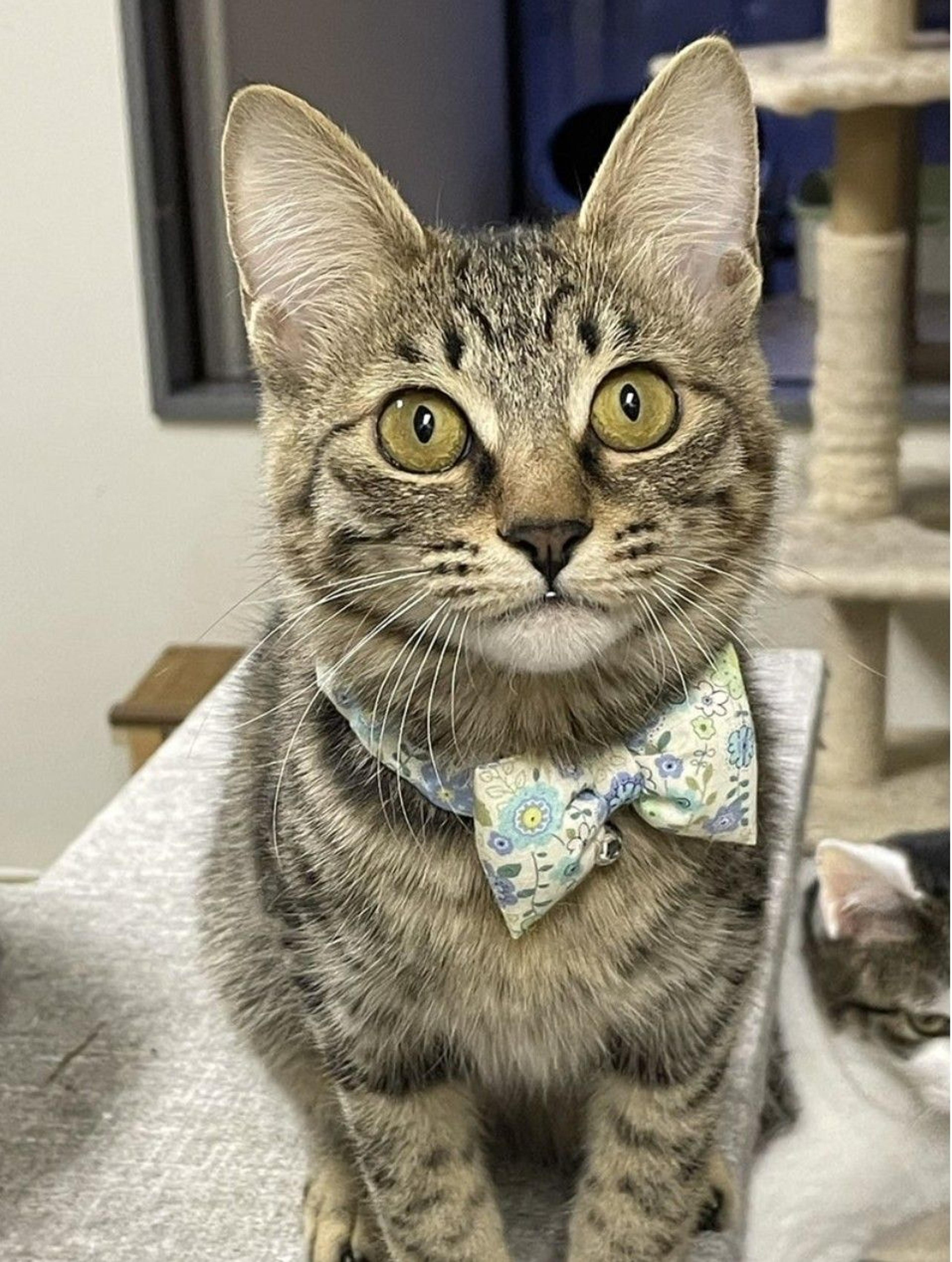 pet-image-3
