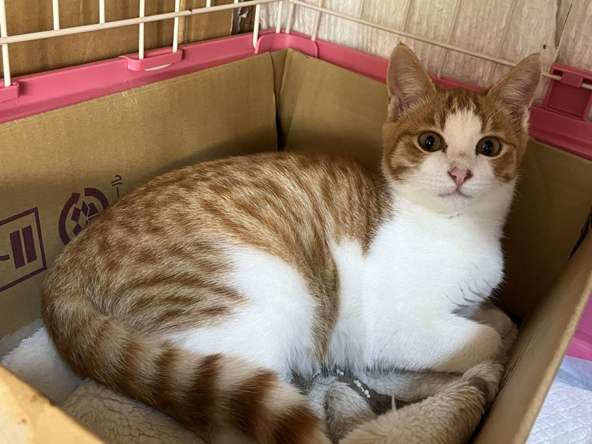 雑種（ミックス猫）・オスの里親募集の写真