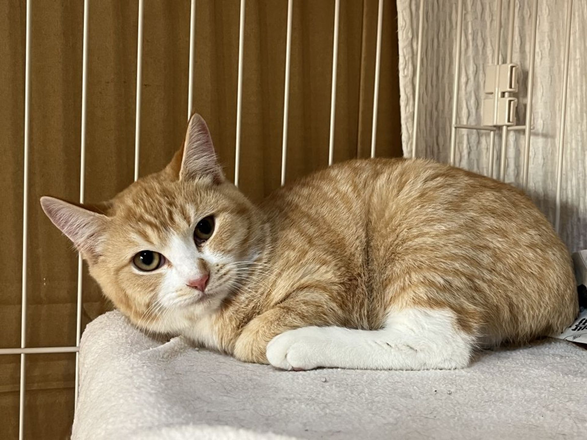 雑種（ミックス猫）・メスの里親募集の写真
