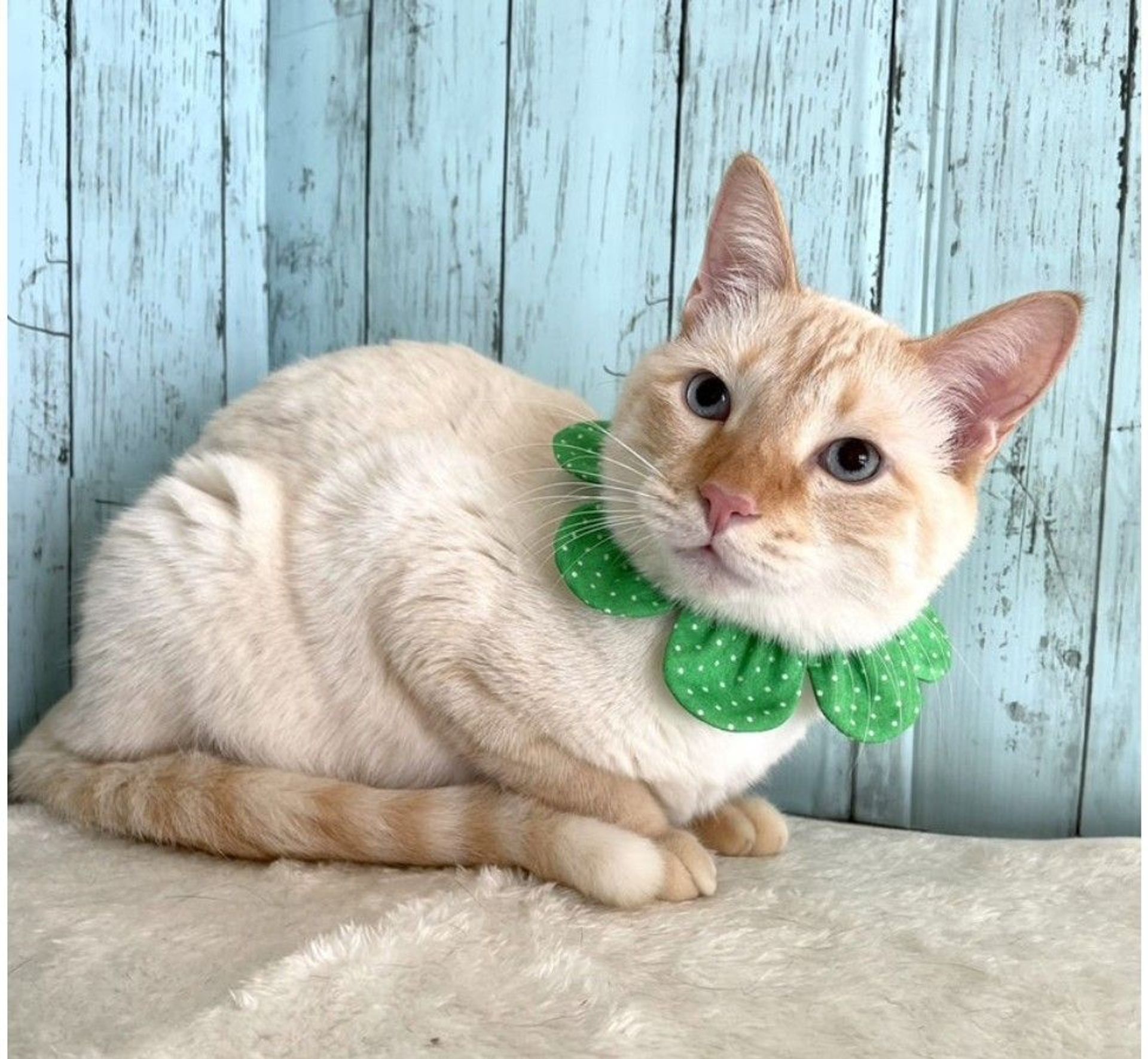 雑種（ミックス猫）・オスの里親募集の写真