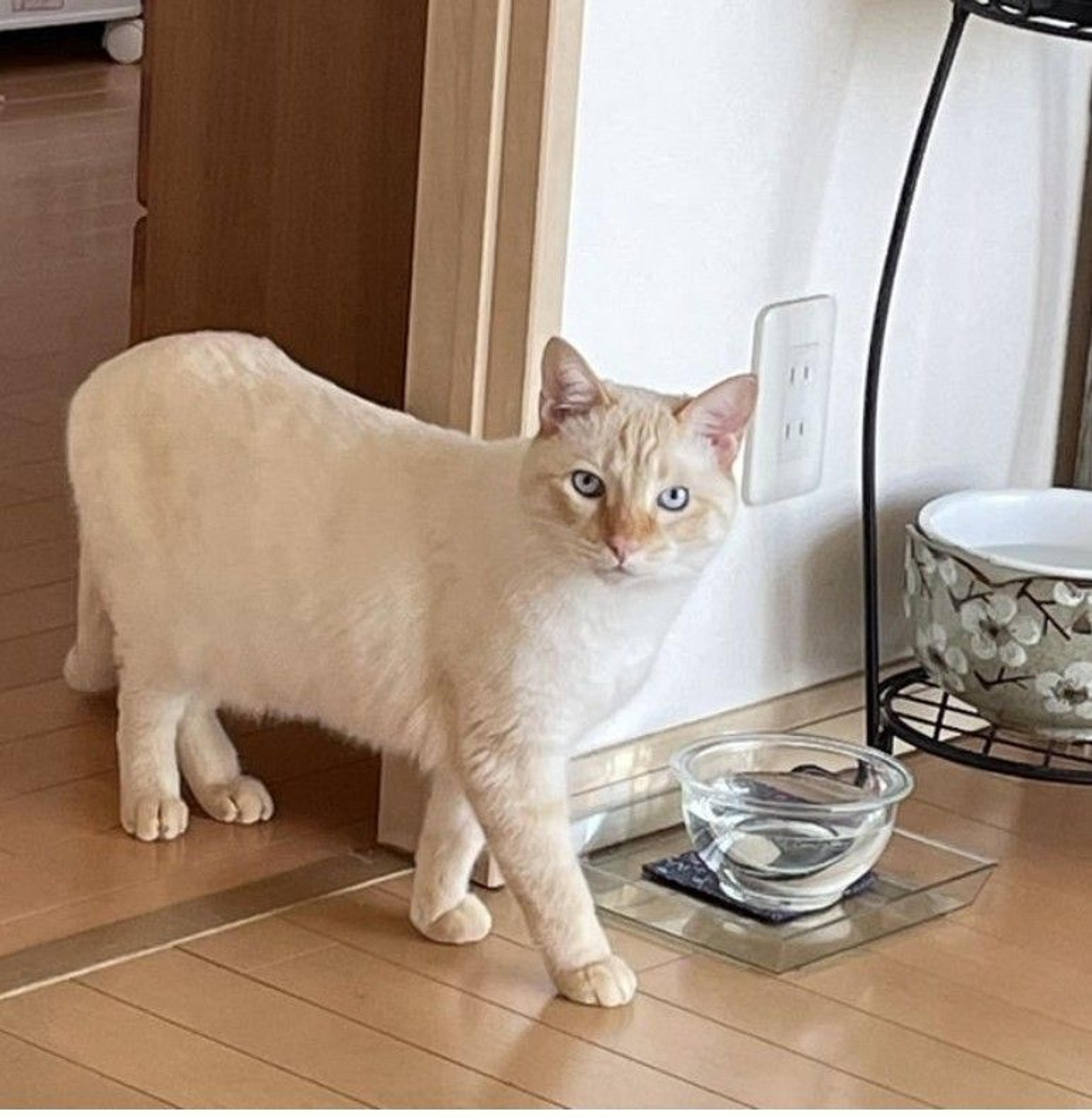 pet-image-3