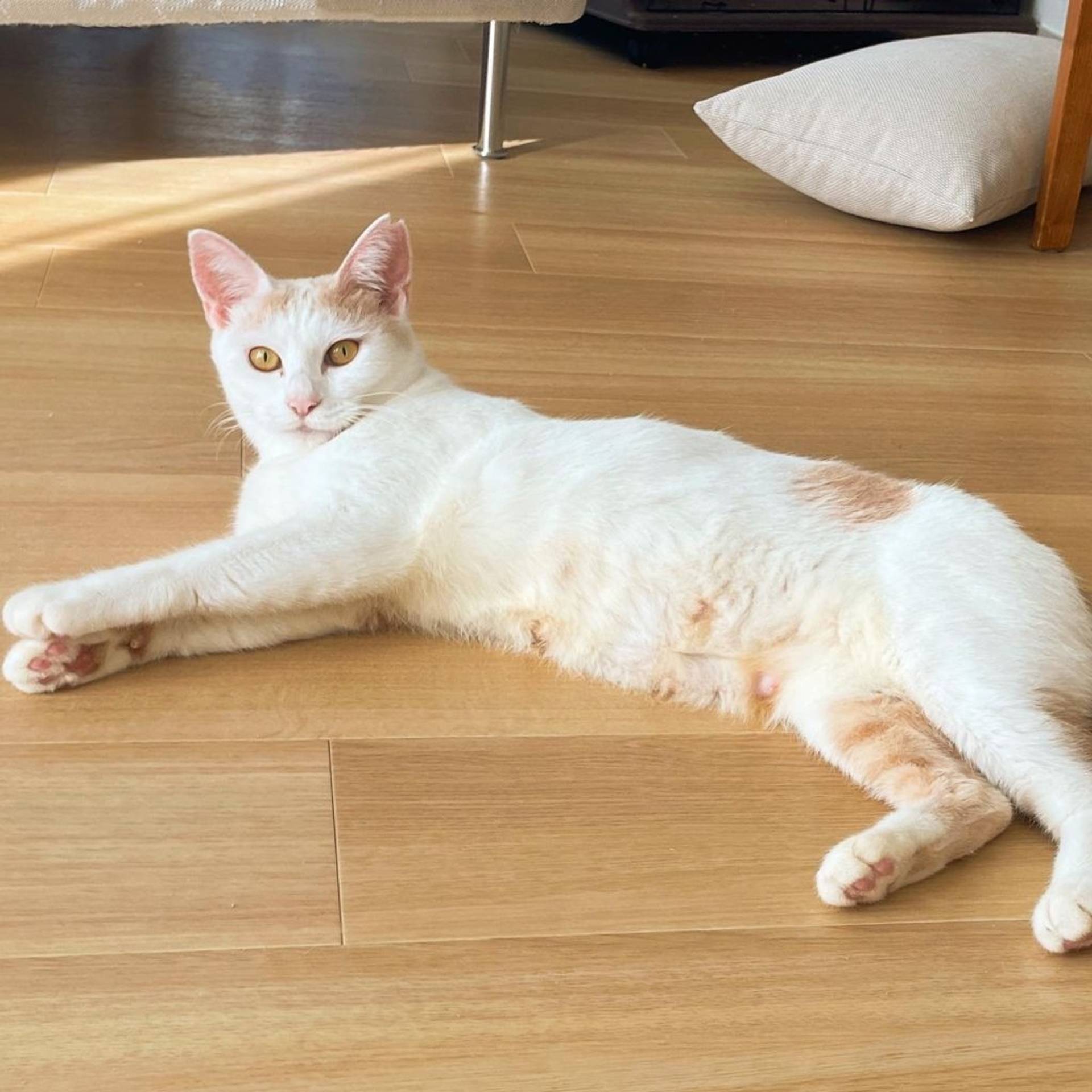 雑種（ミックス猫）・メスの里親募集の写真