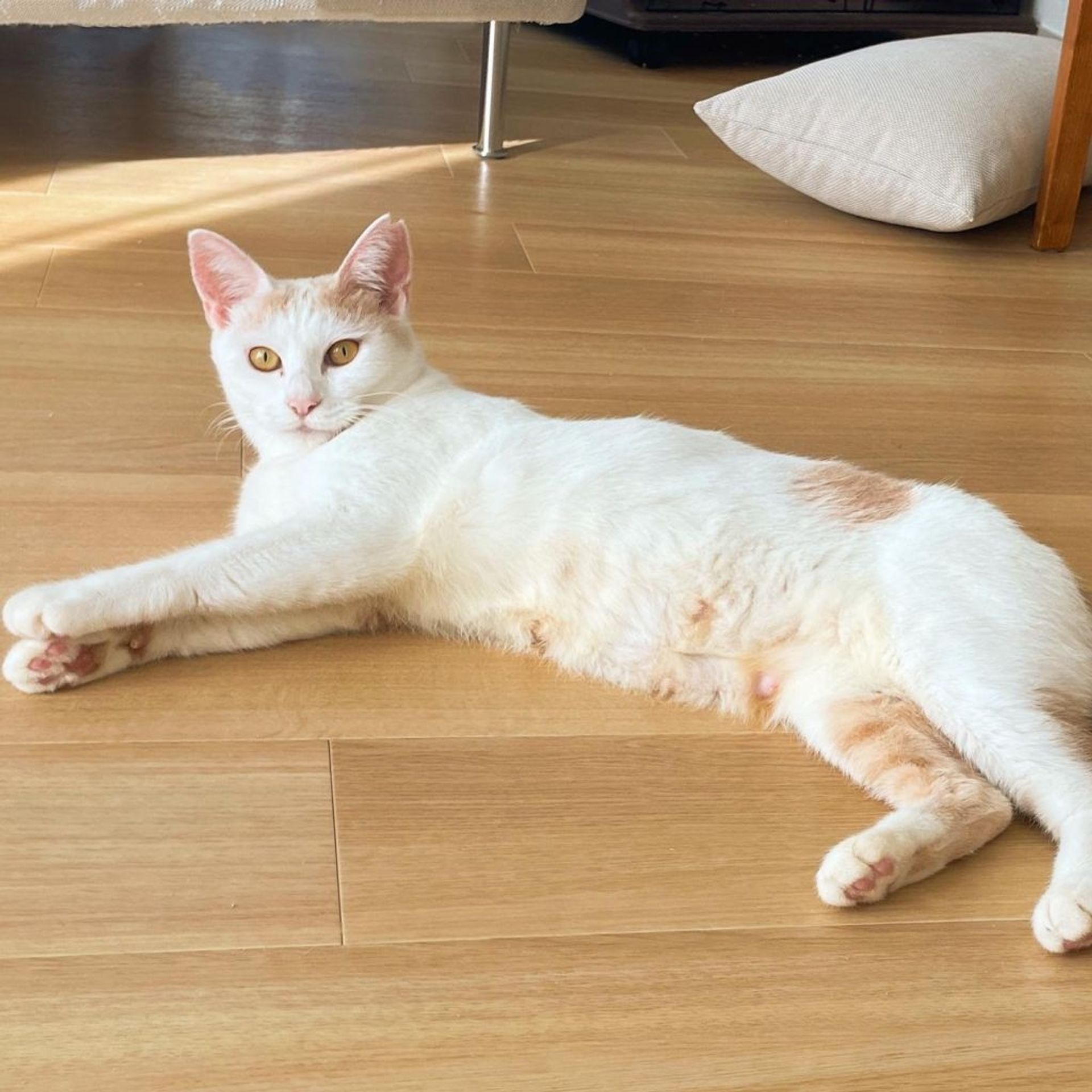 雑種（ミックス猫）・メスの里親募集の写真