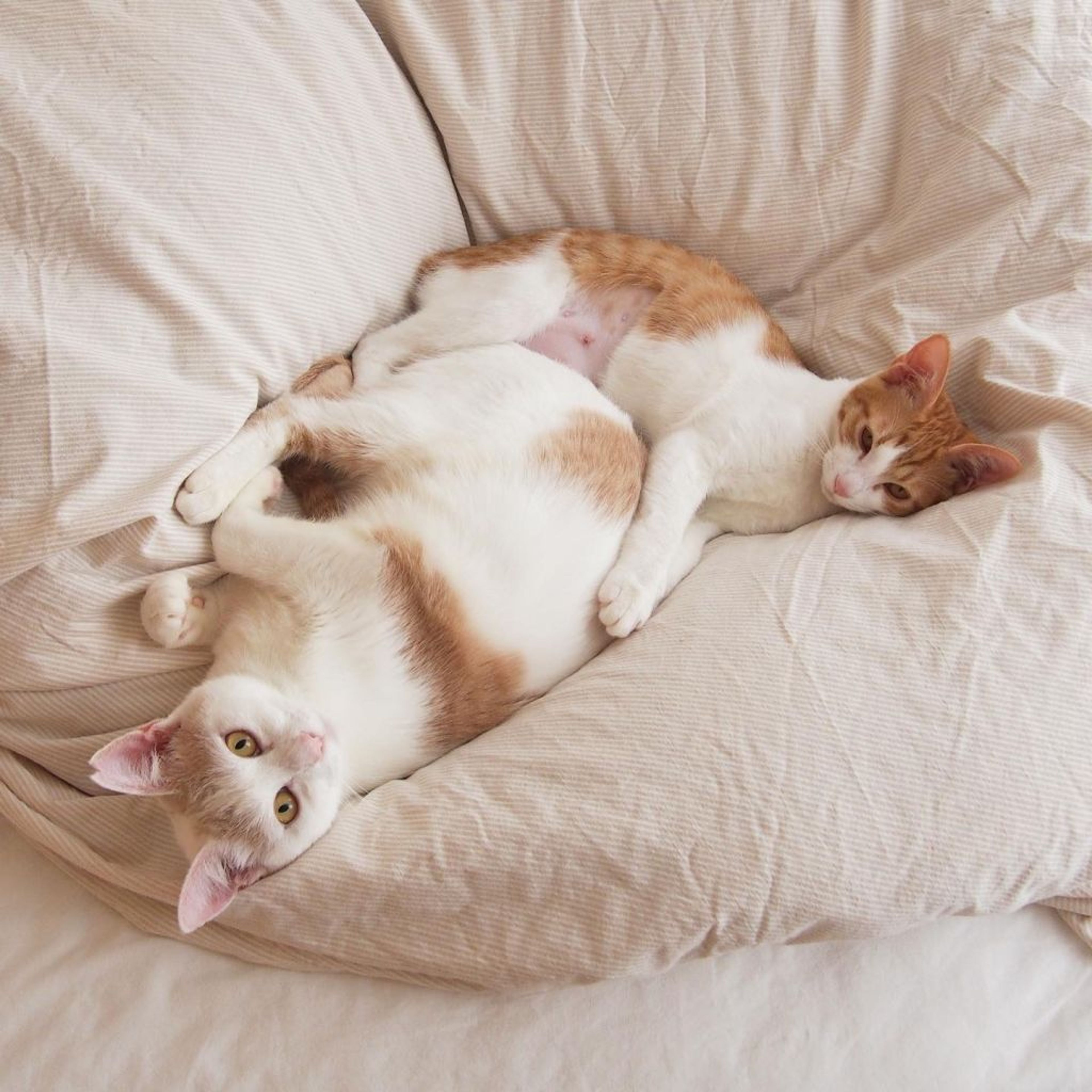 pet-image-5