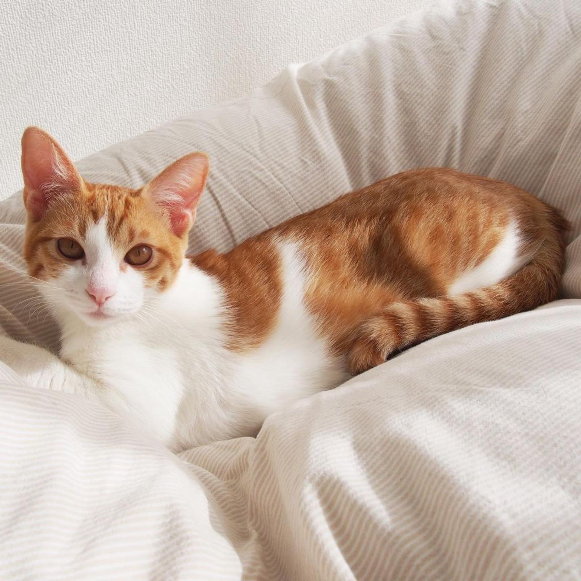 pet-image-8
