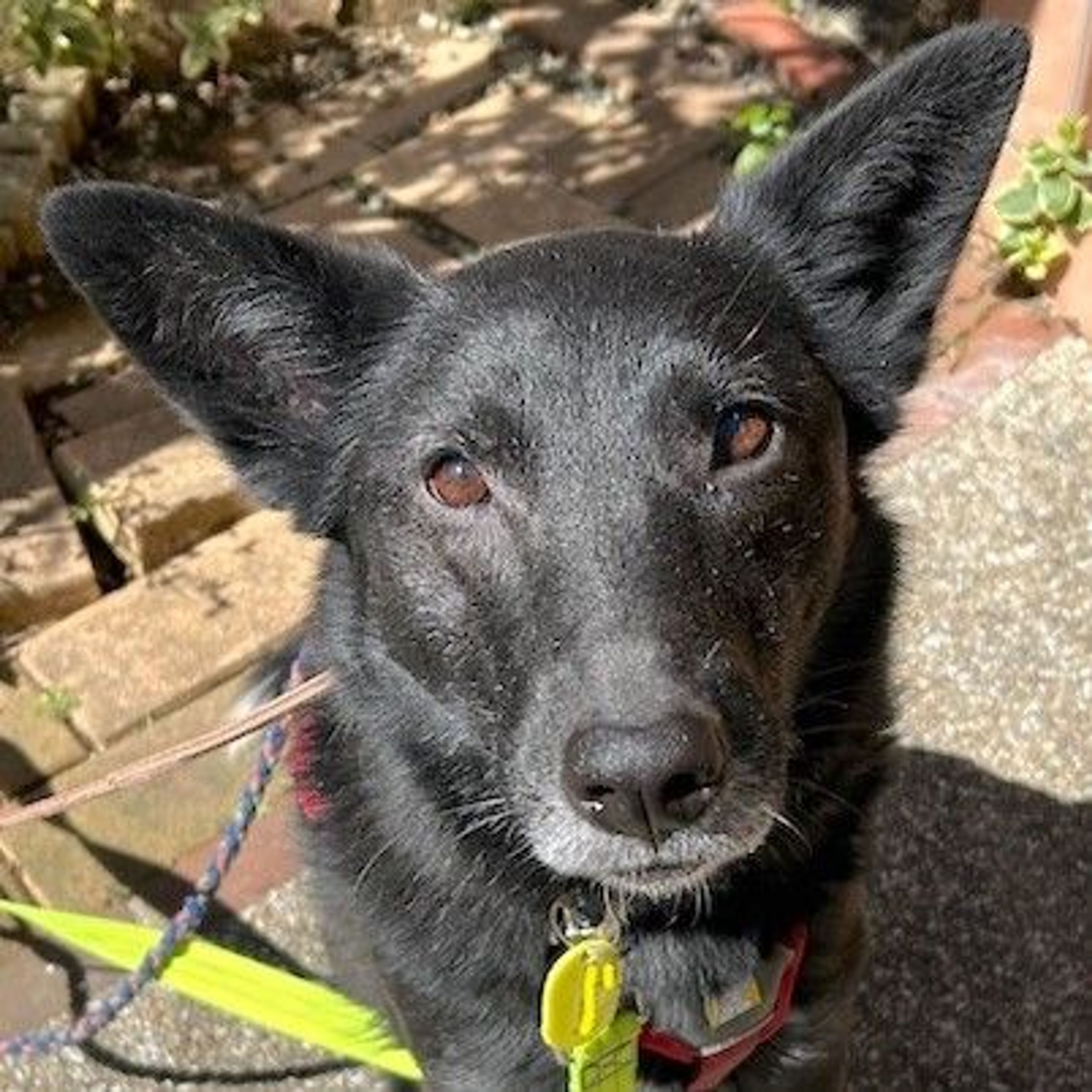 雑種（ミックス犬）・メスの里親募集の写真