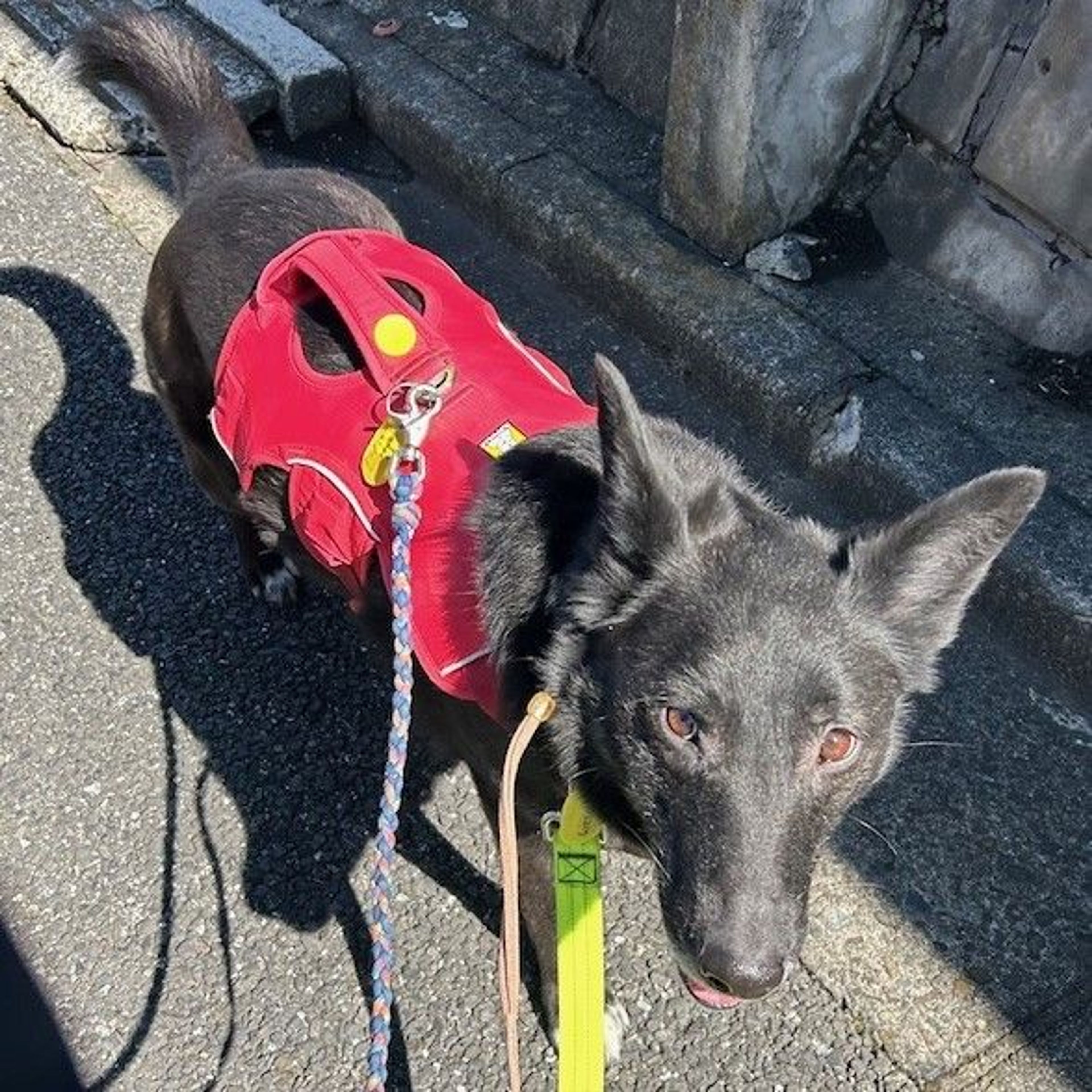 pet-image-2