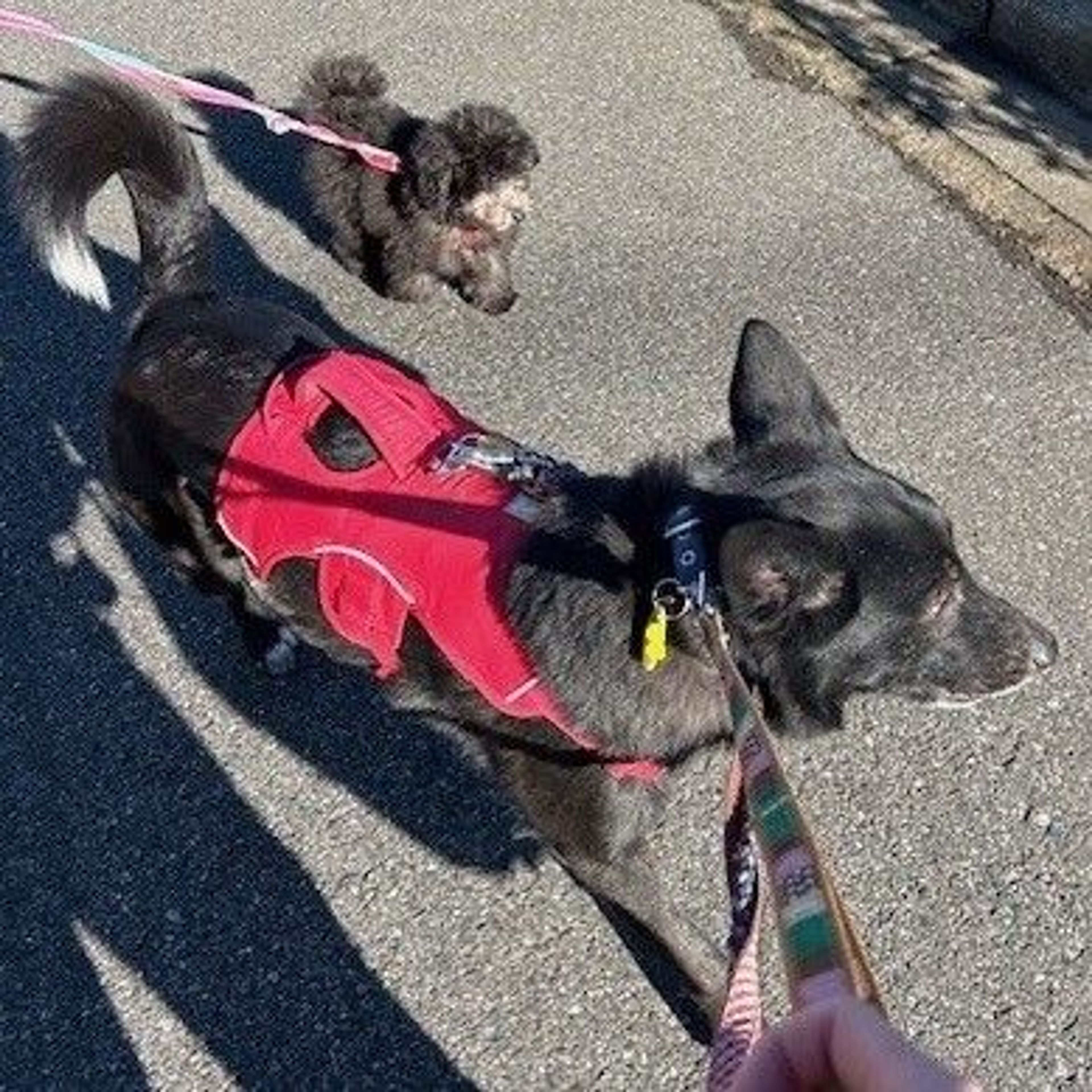 pet-image-4