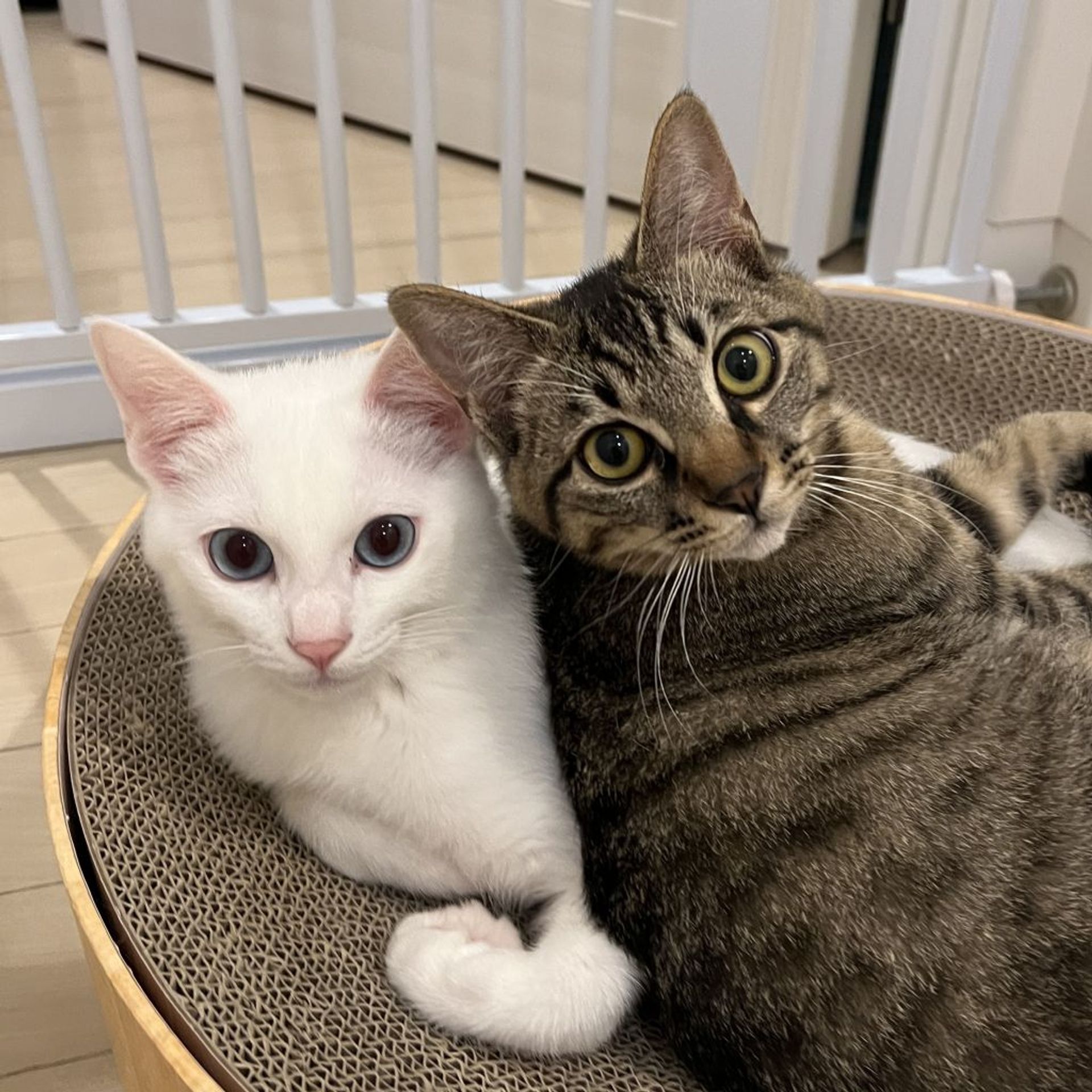雑種（ミックス猫）・オスの里親募集の写真