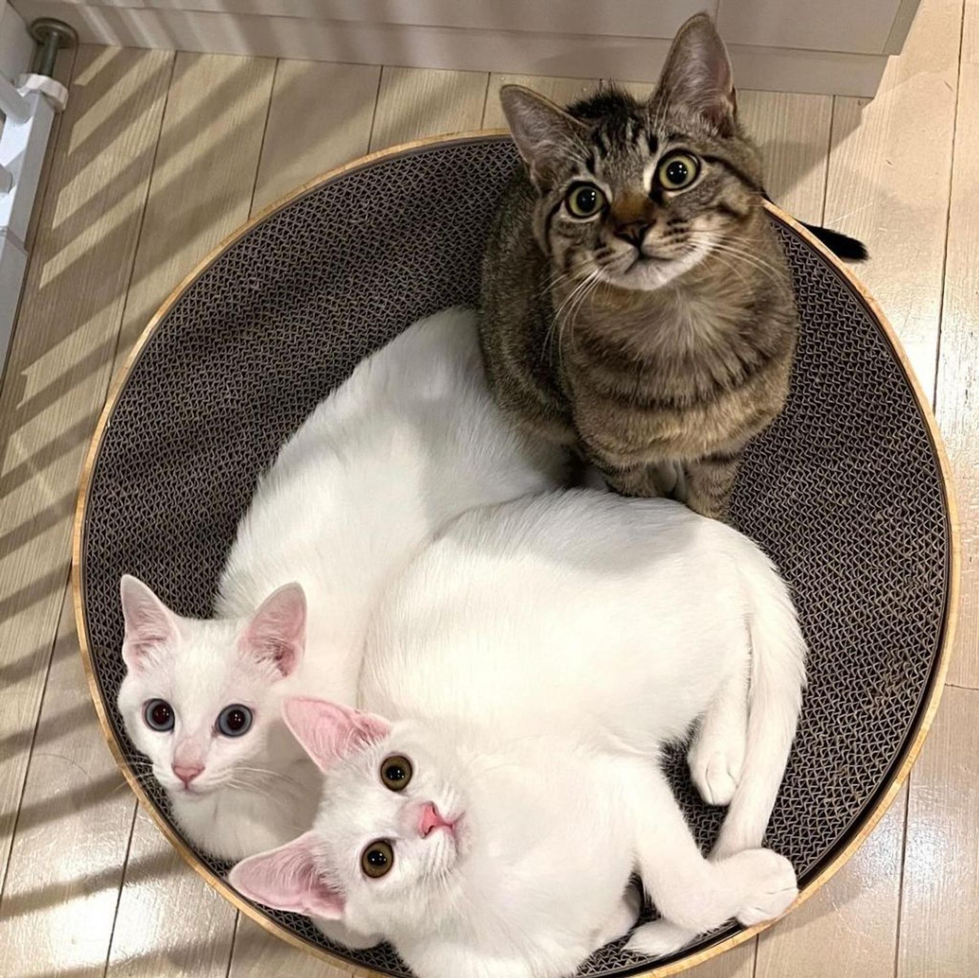 pet-image-3
