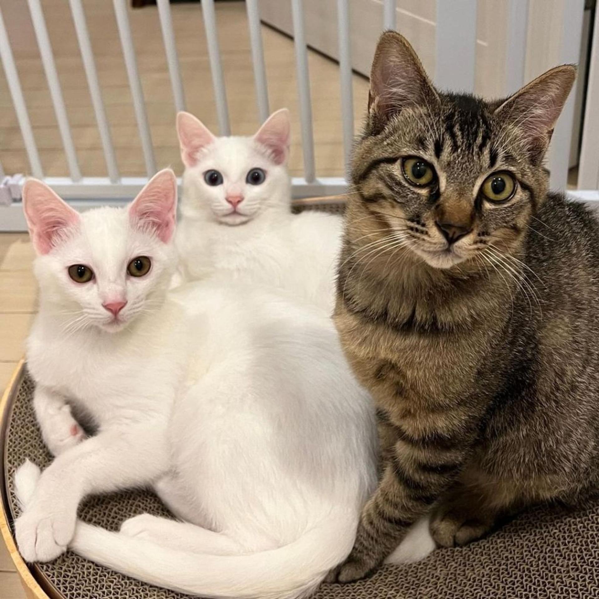 pet-image-4