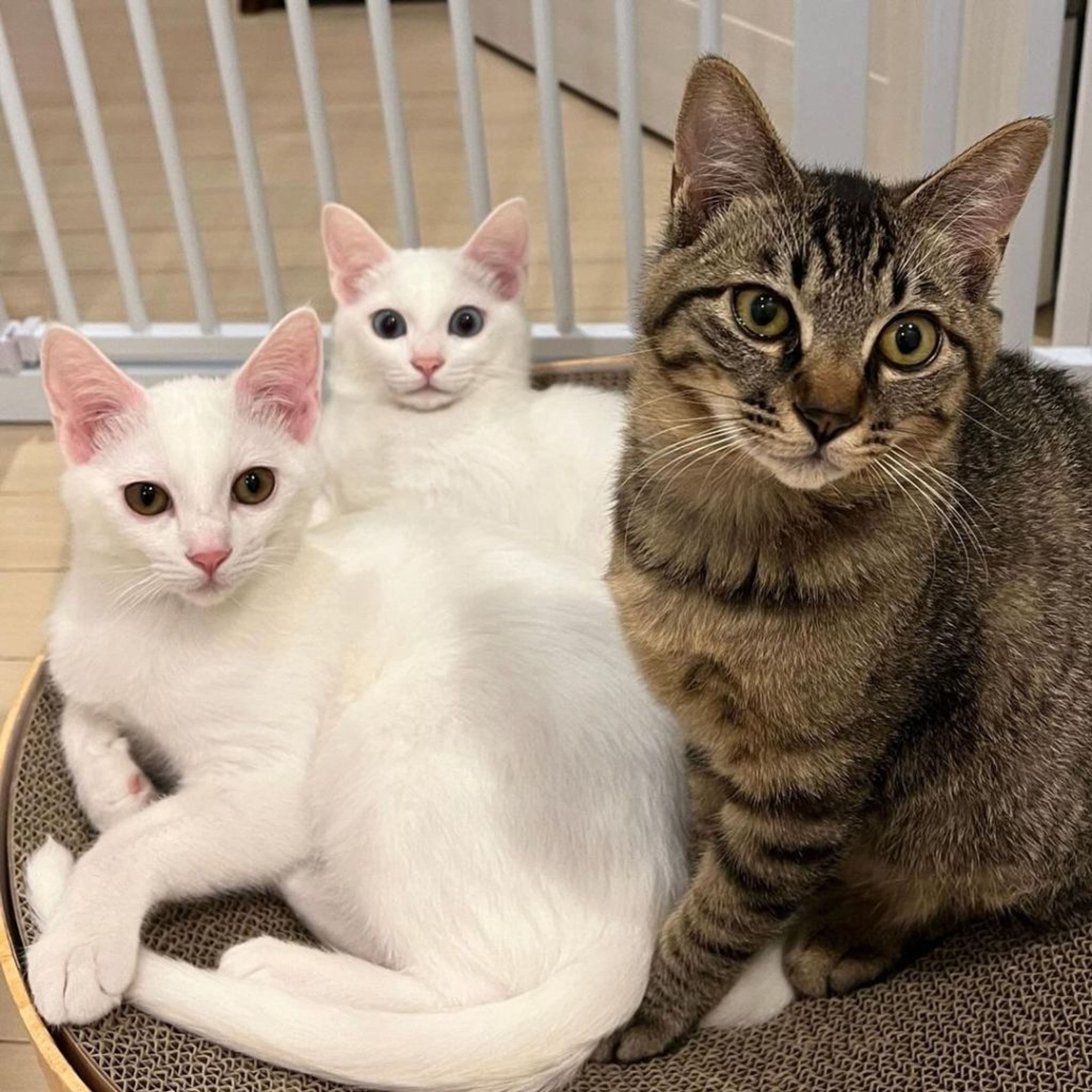 pet-image-4