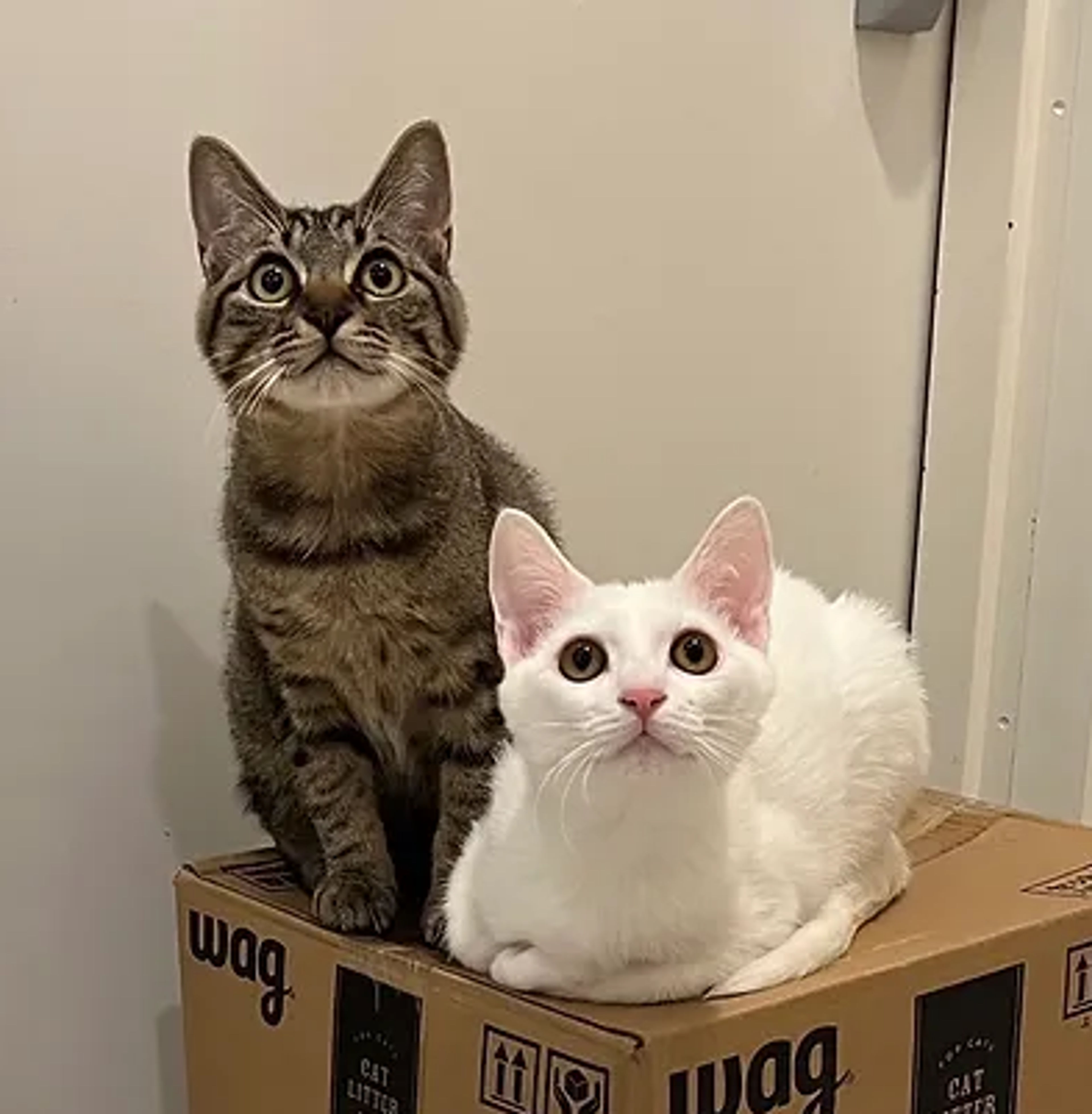 pet-image-5