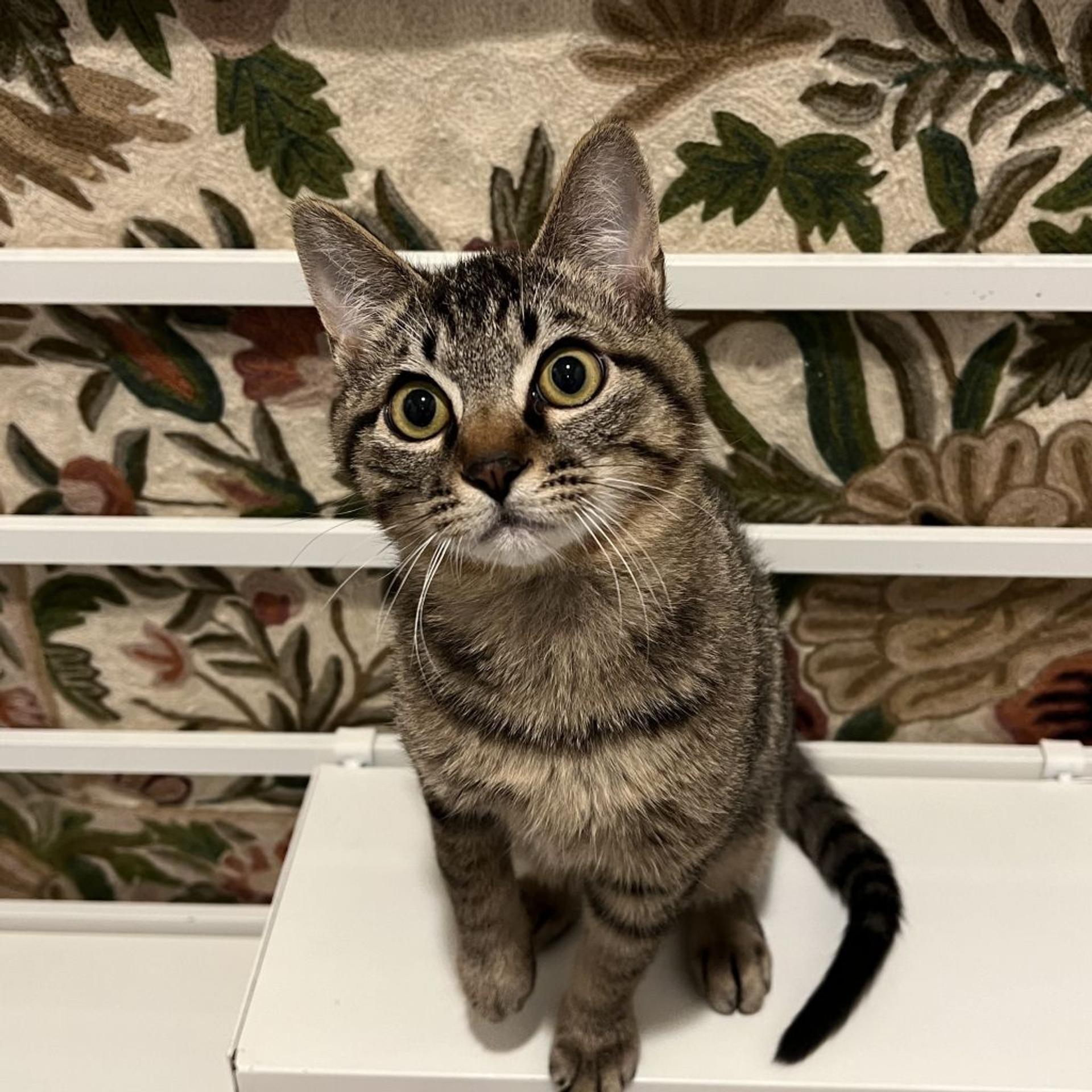 pet-image-7