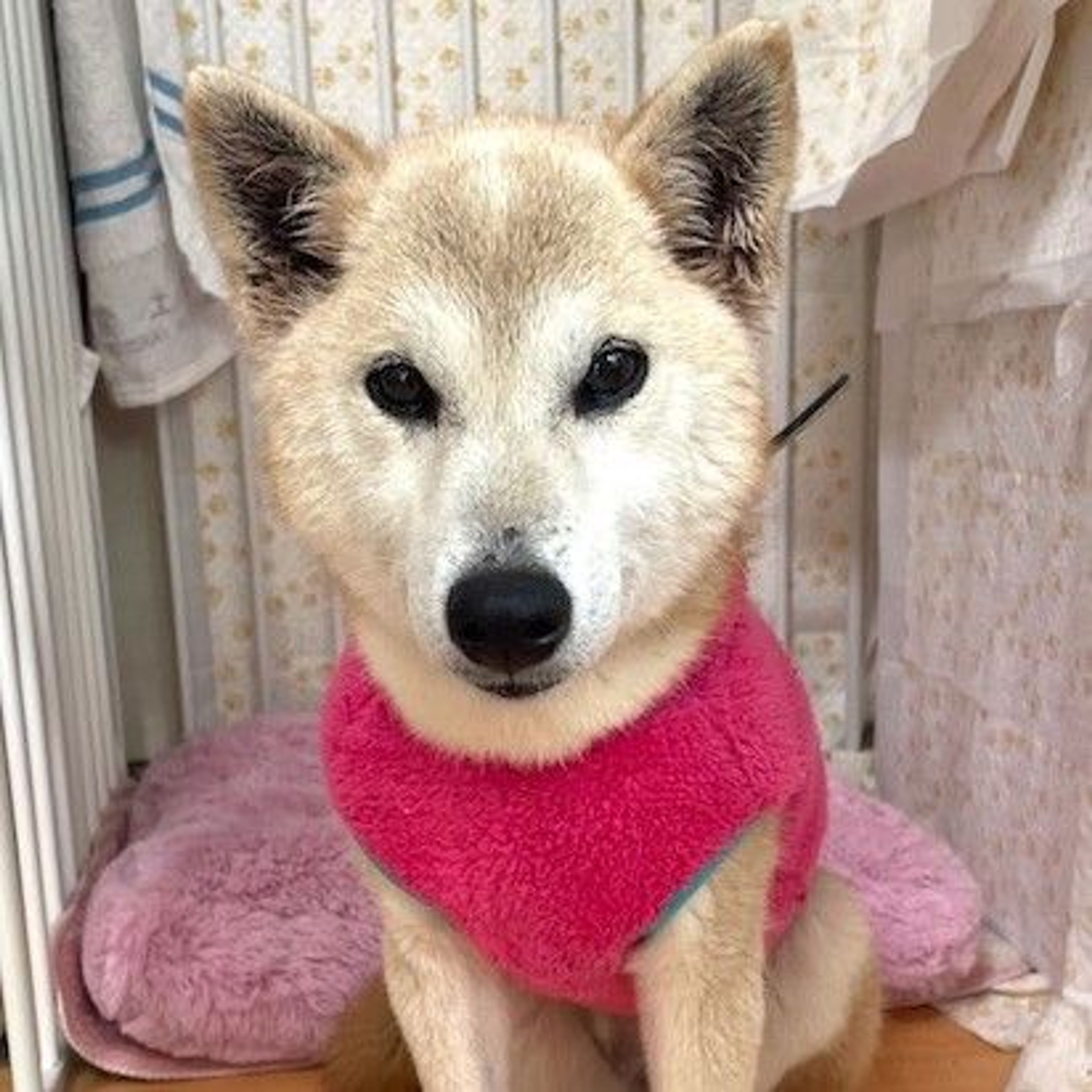 柴犬・メスの里親募集の写真