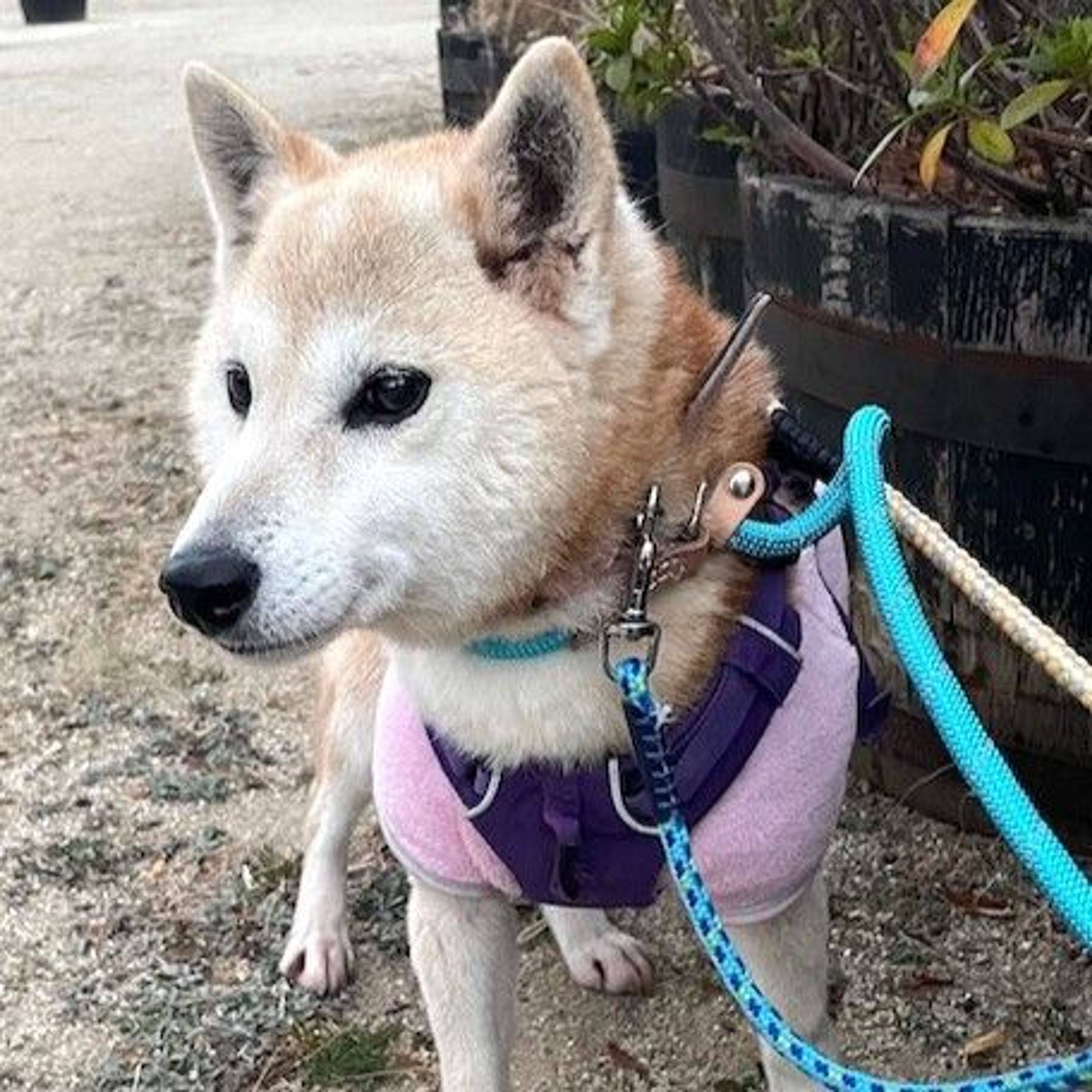pet-image-2