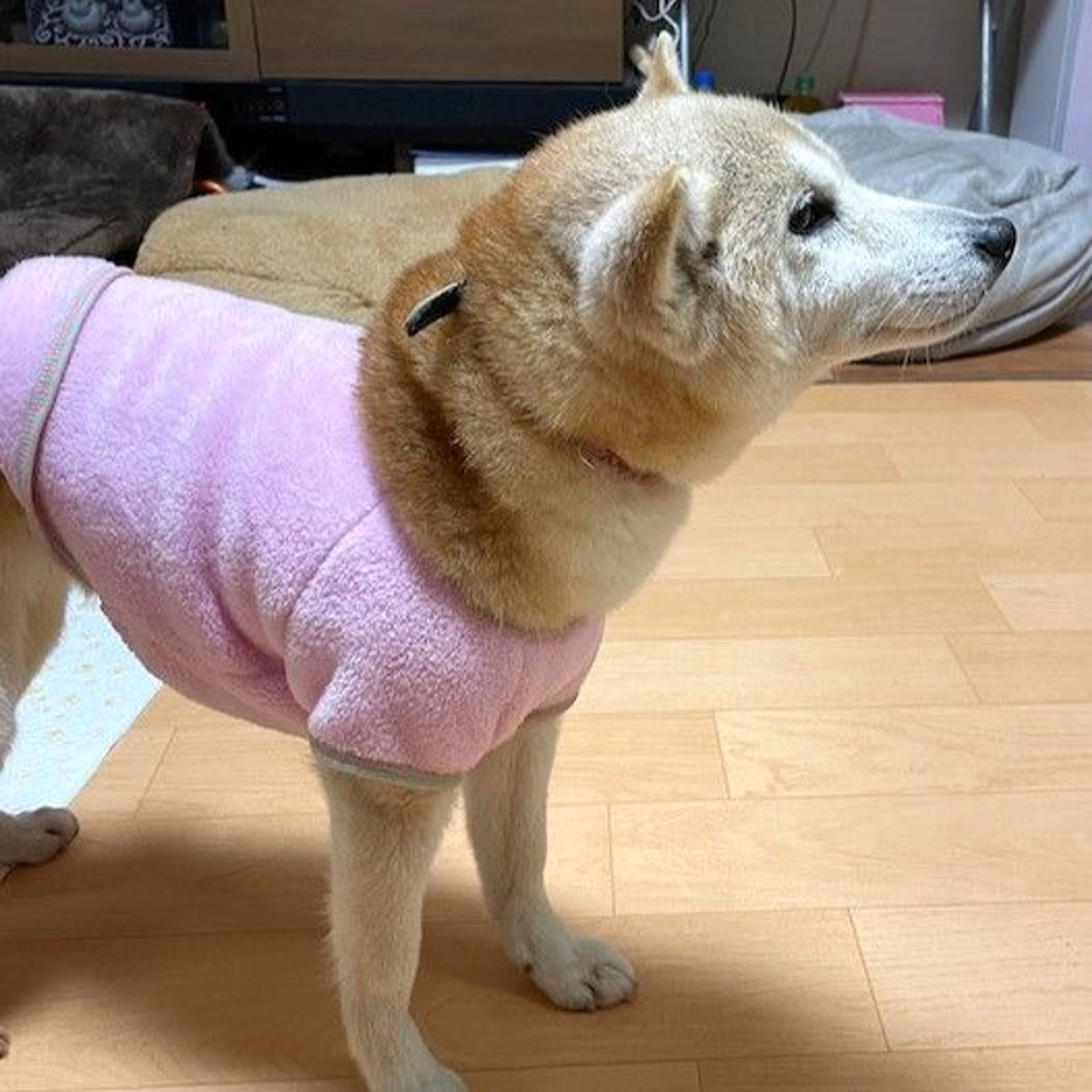 pet-image-3
