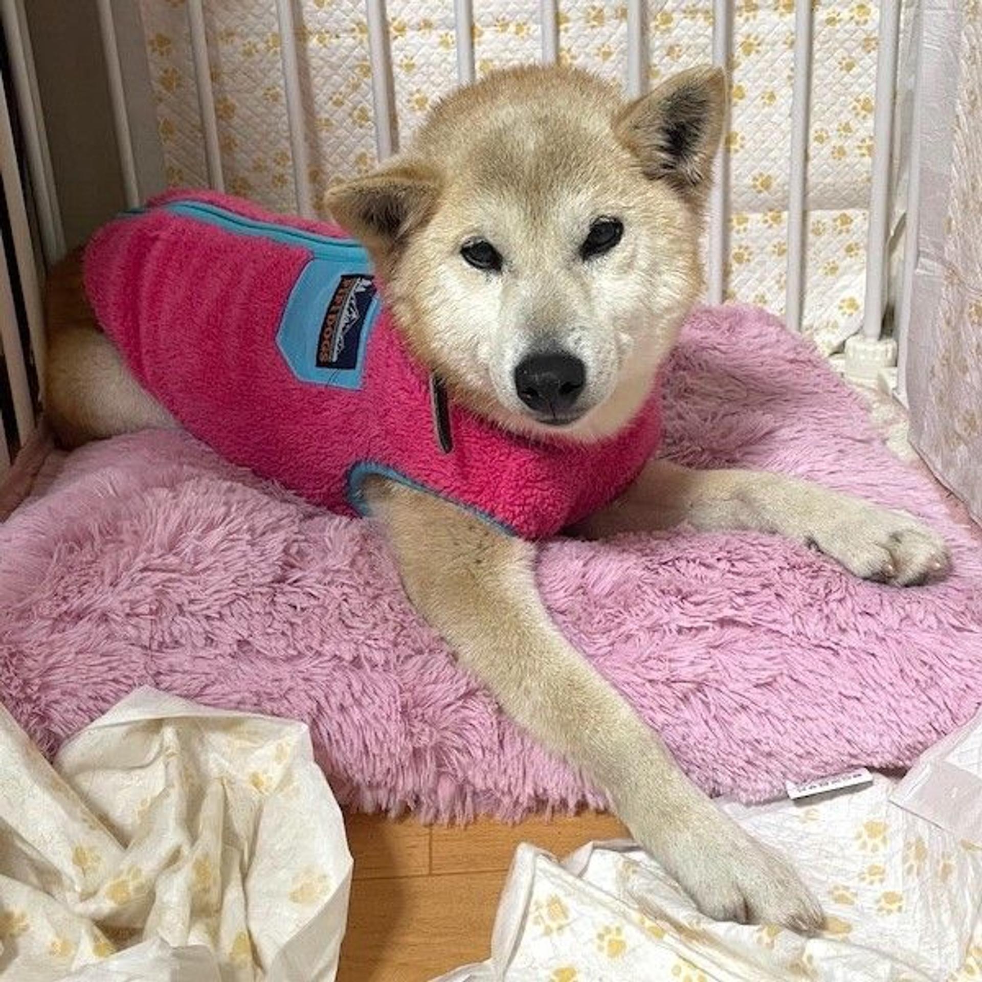 pet-image-4