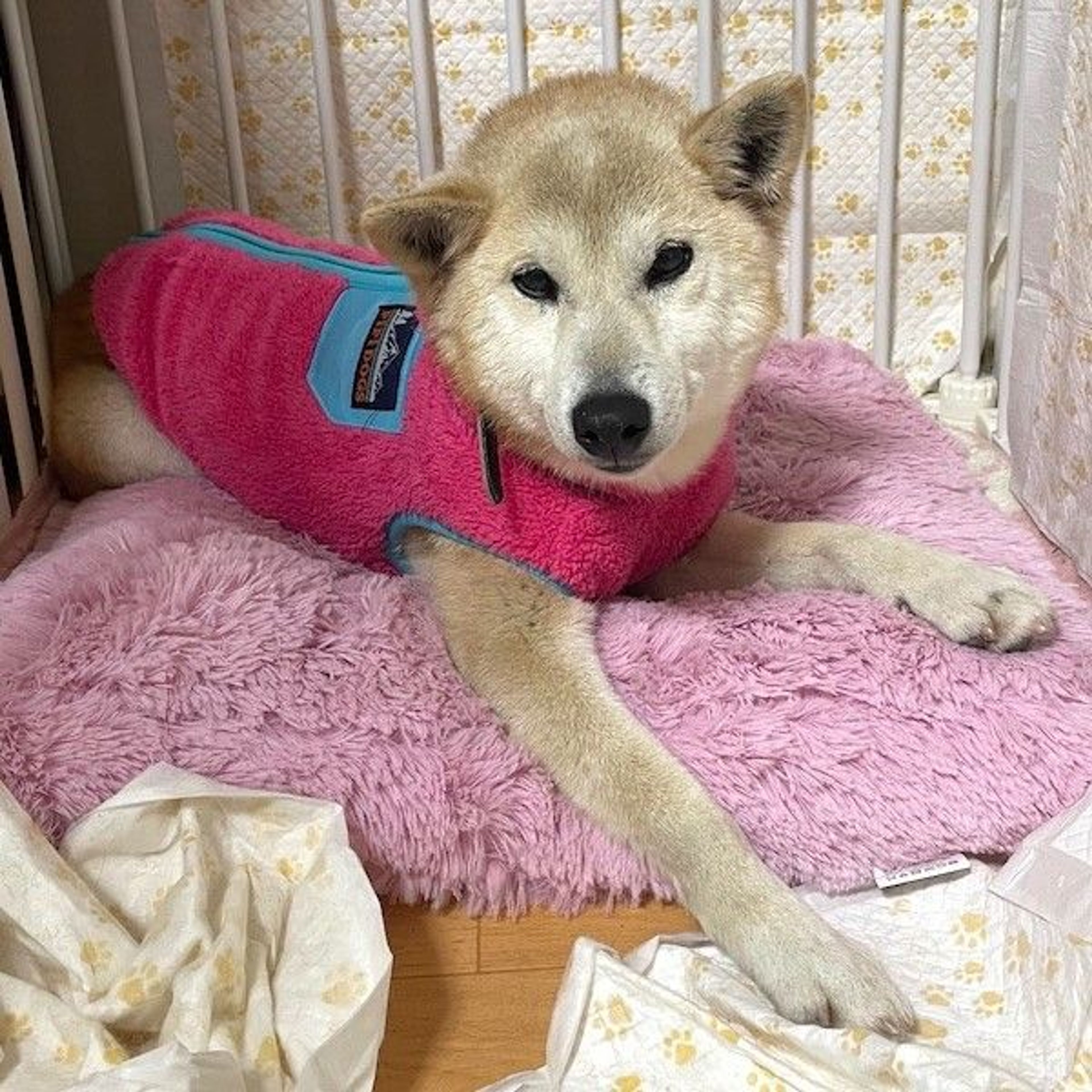 pet-image-4
