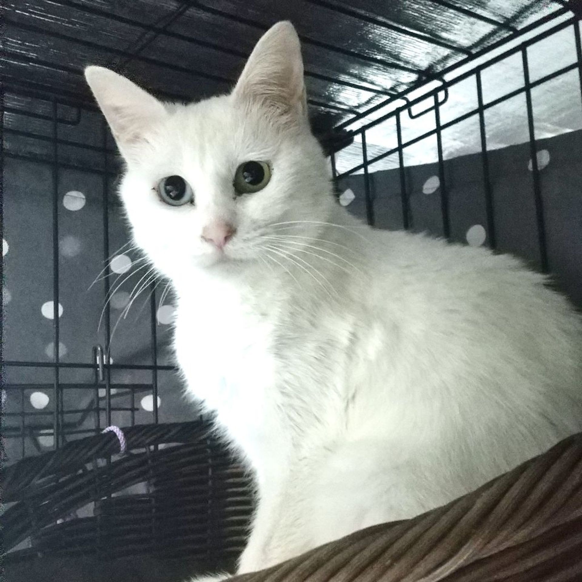 雑種（ミックス猫）・メスの里親募集の写真