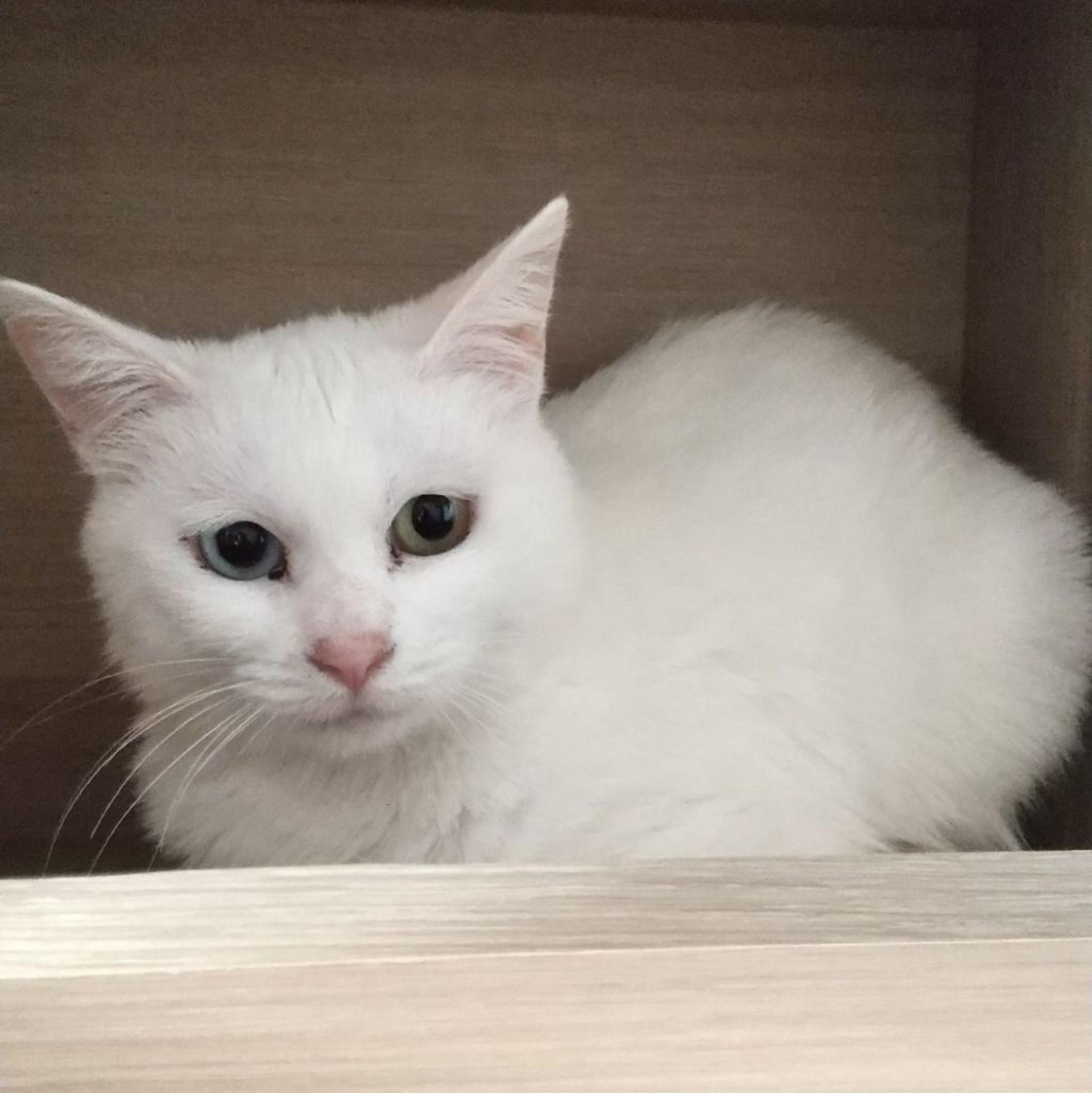 pet-image-2