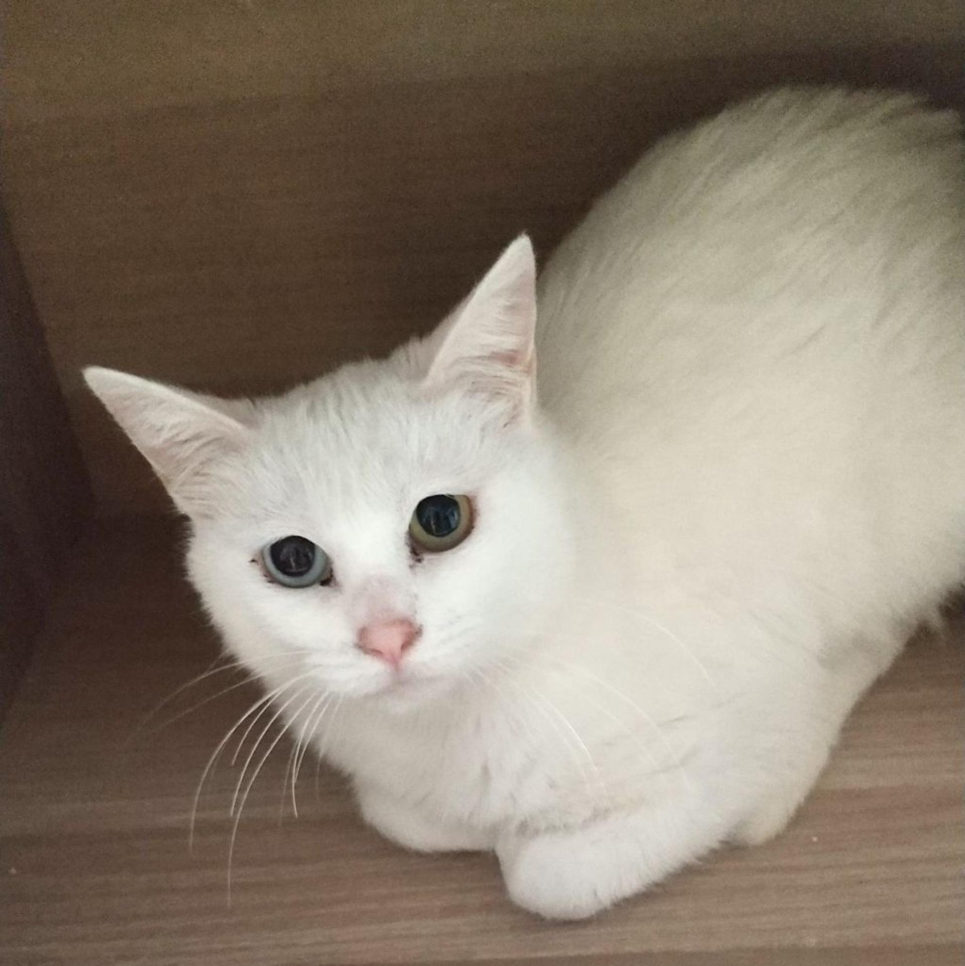 pet-image-3