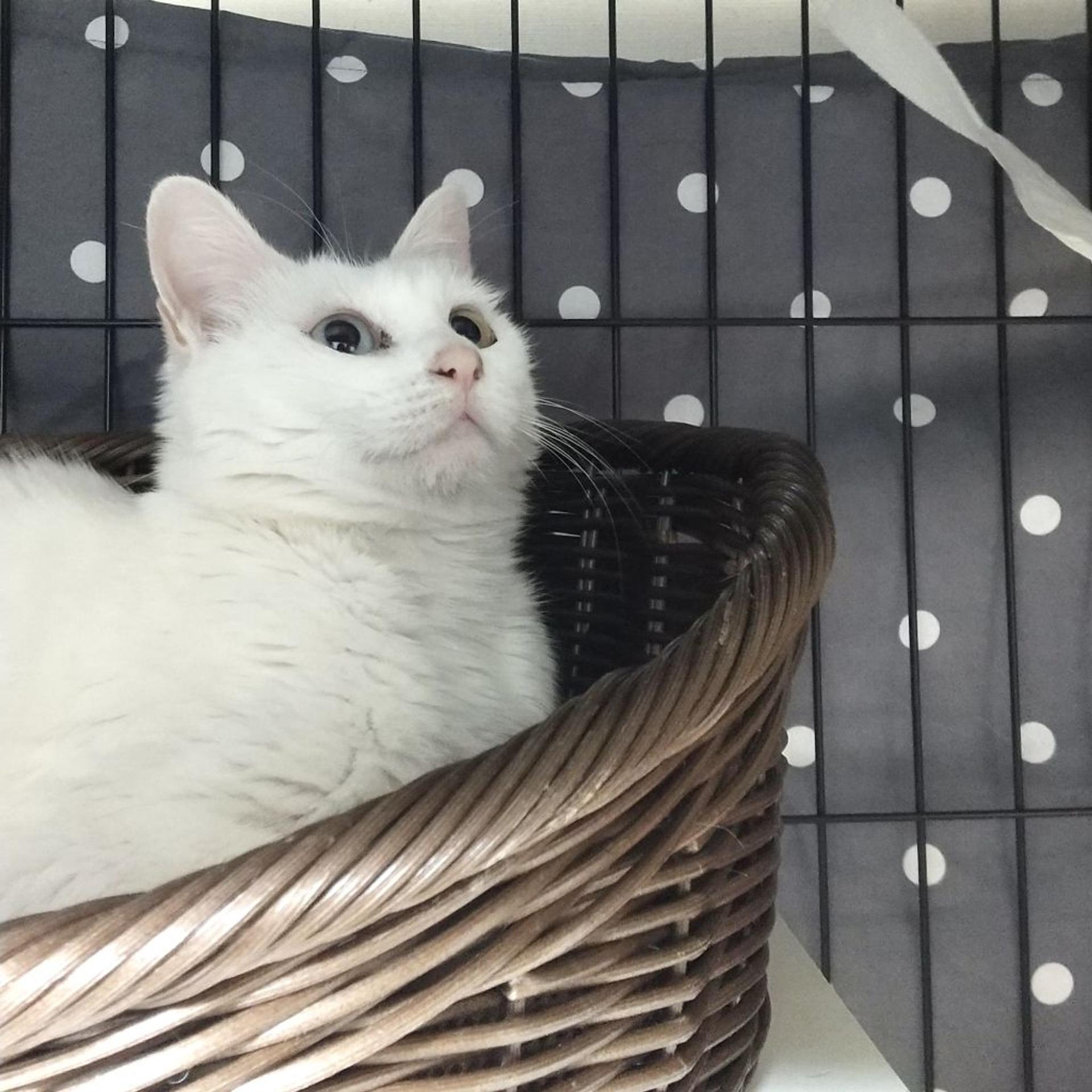pet-image-6