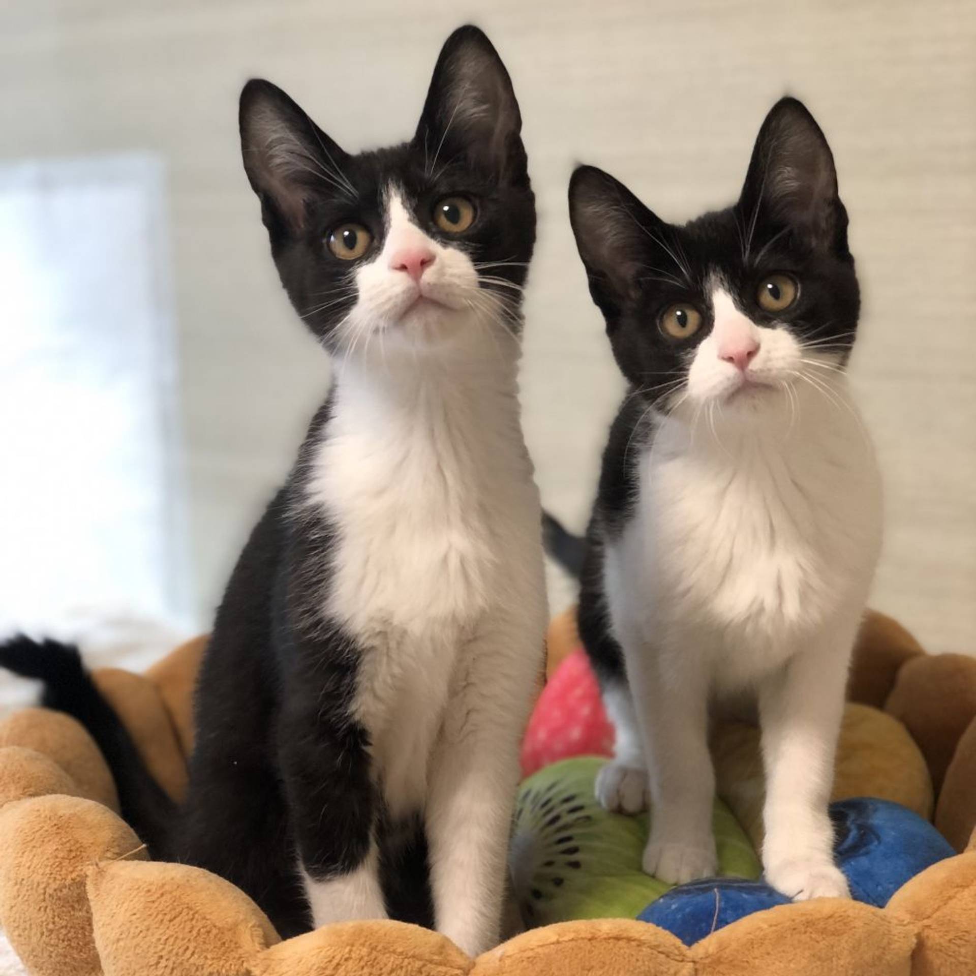 雑種（ミックス猫）・メスの里親募集の写真