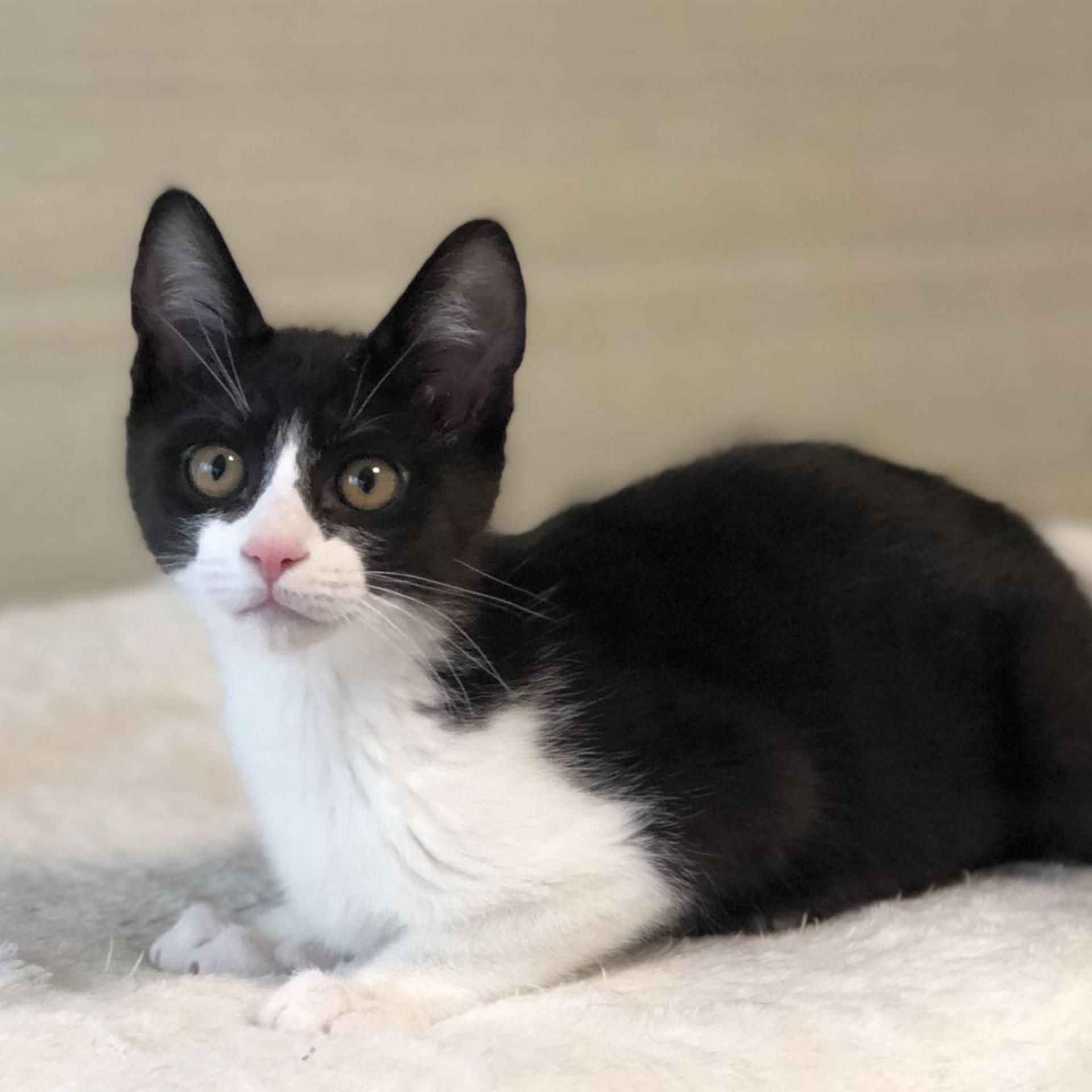 pet-image-3