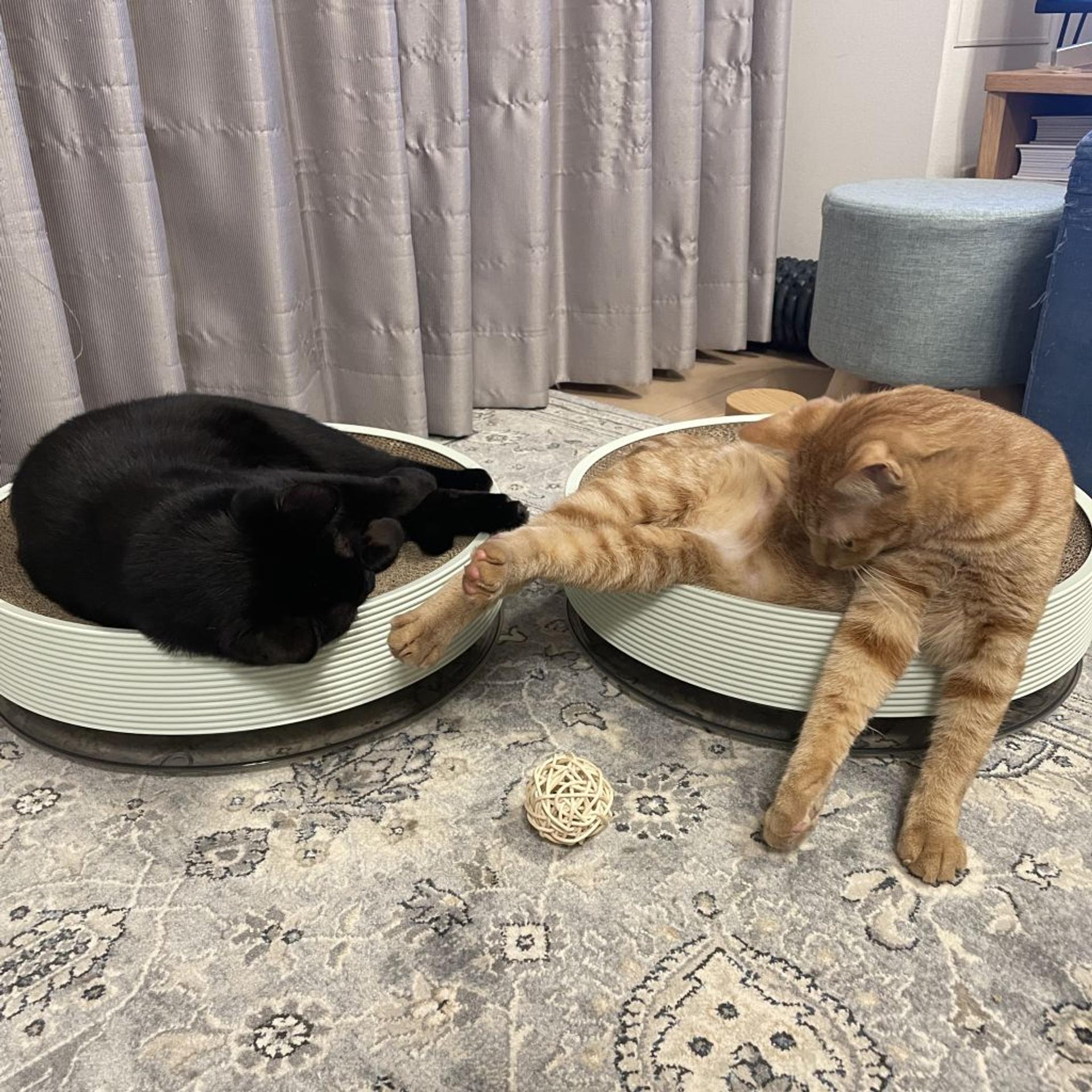 pet-image-8