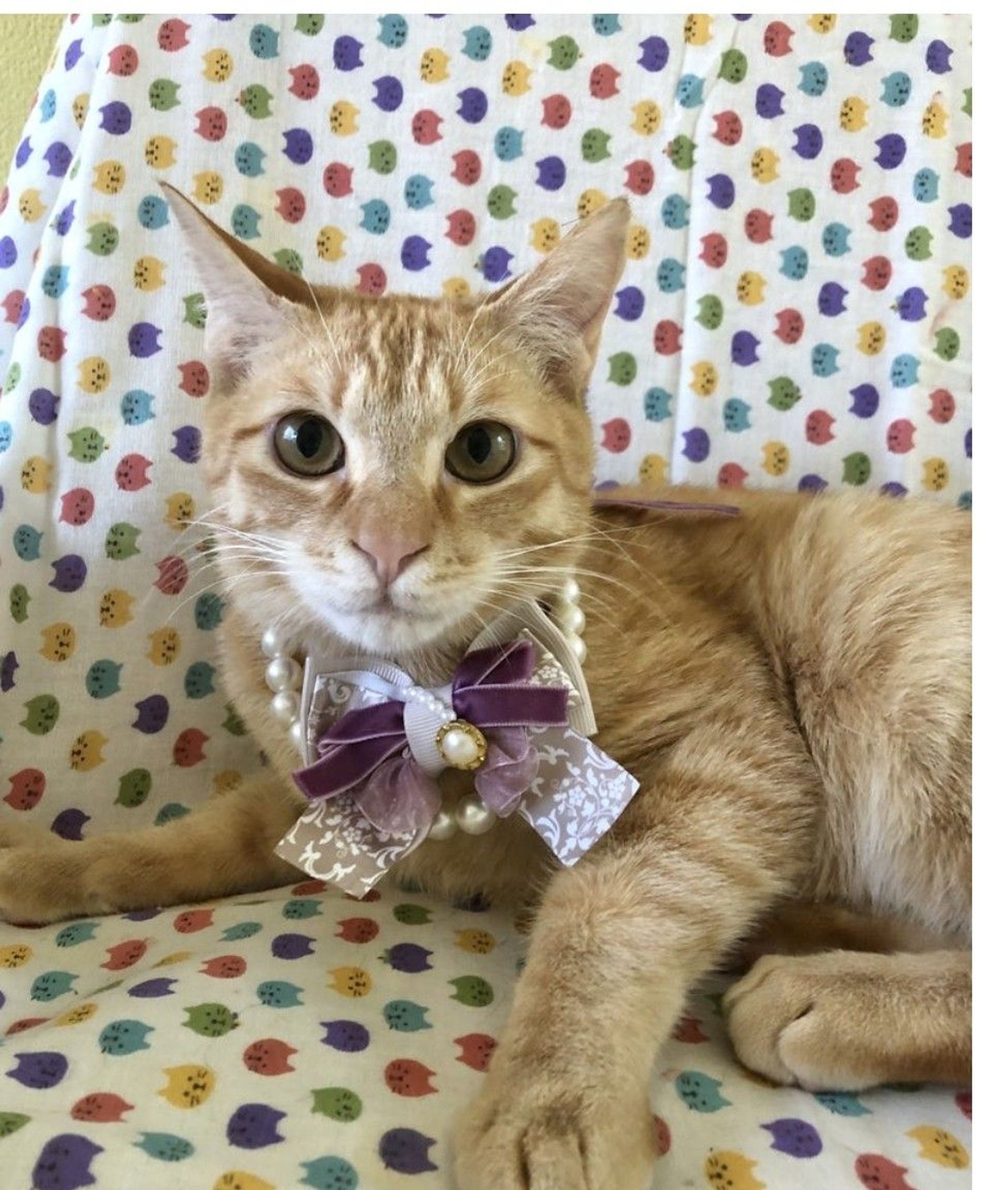 雑種（ミックス猫）・オスの里親募集の写真