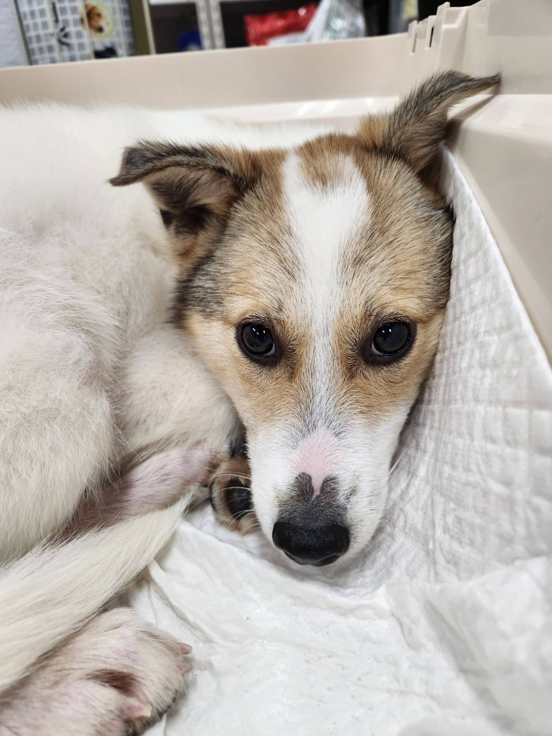 雑種（ミックス犬）・メスの里親募集の写真