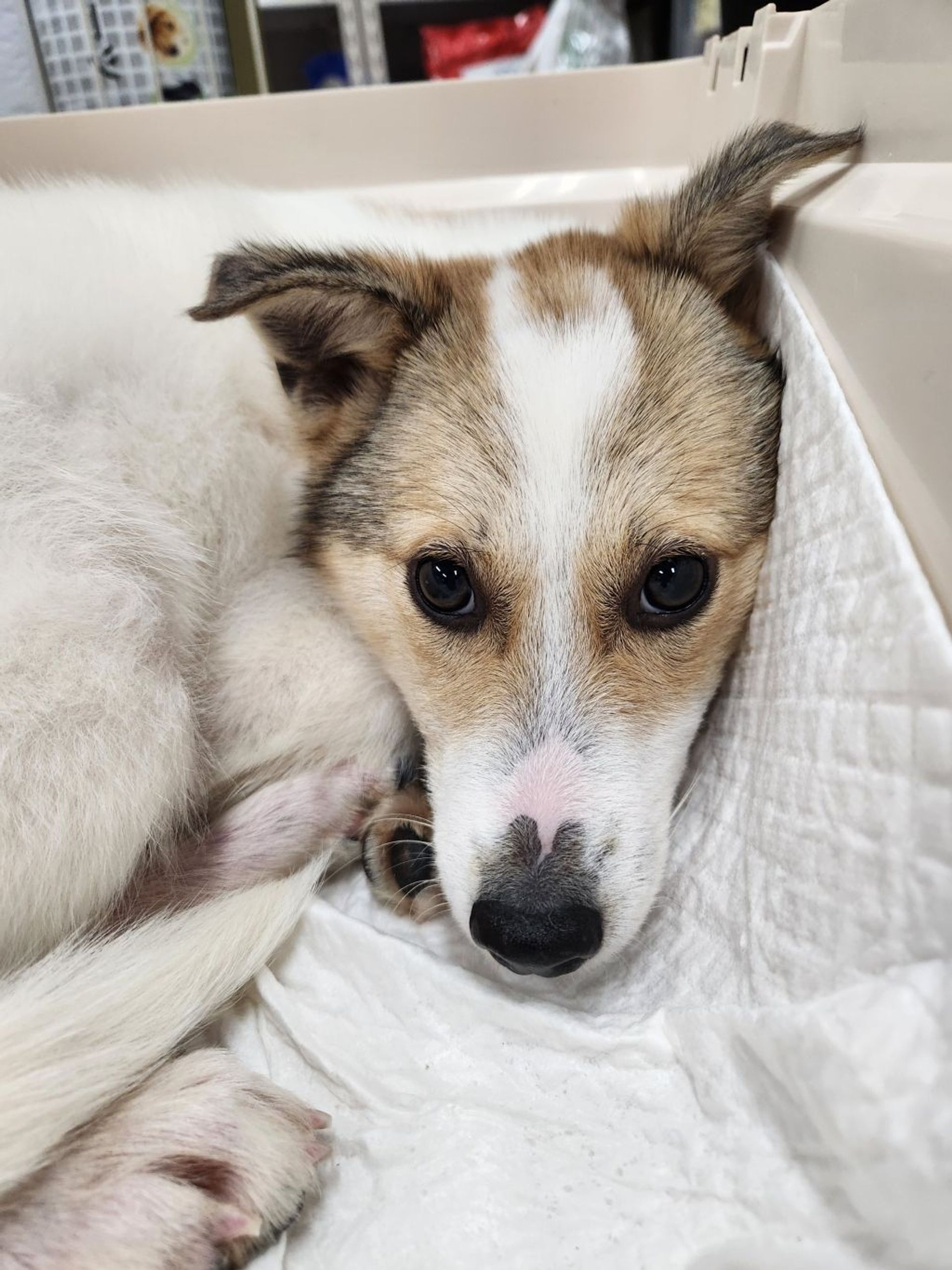 雑種（ミックス犬）・メスの里親募集の写真