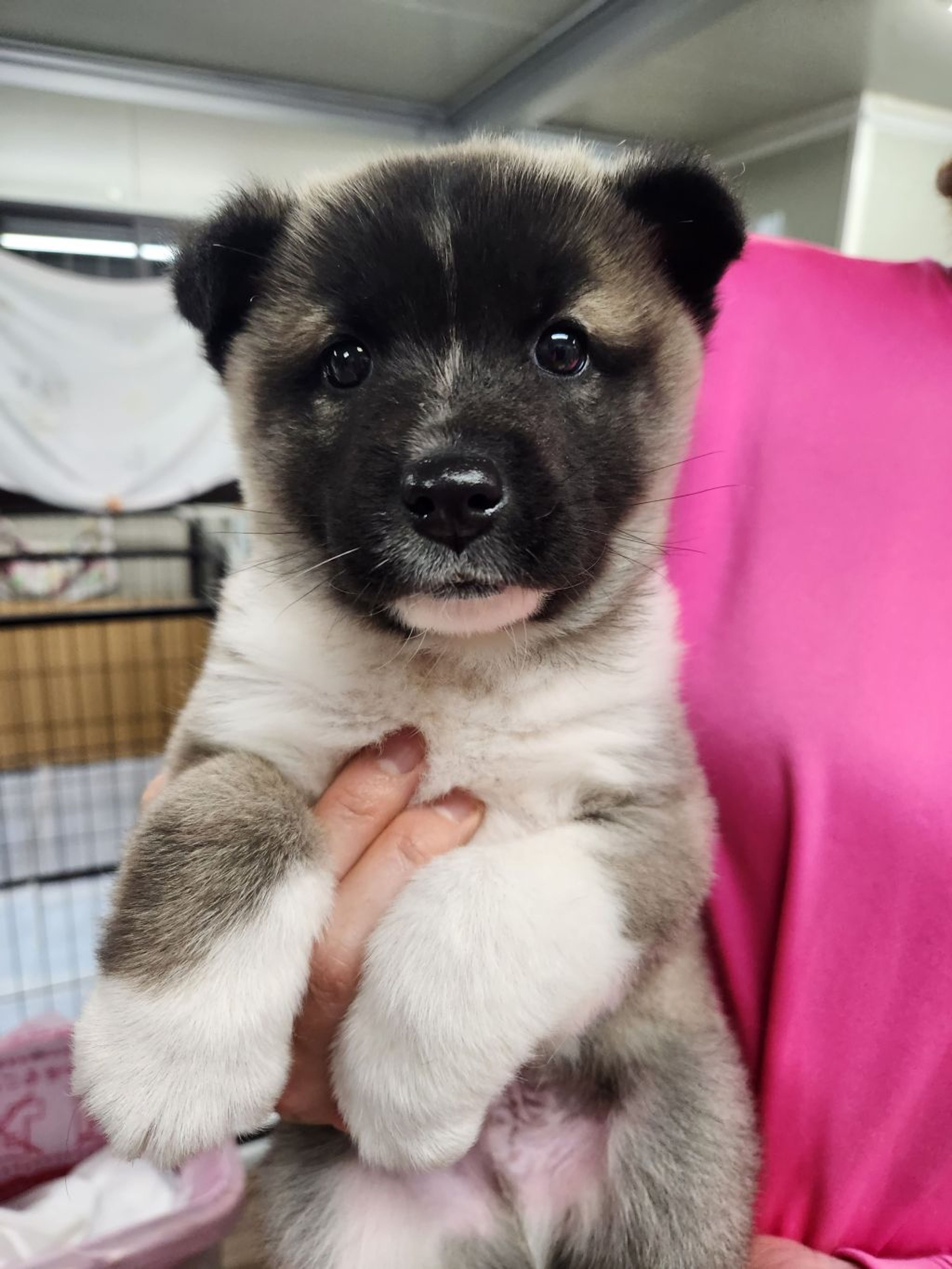 pet-image-2