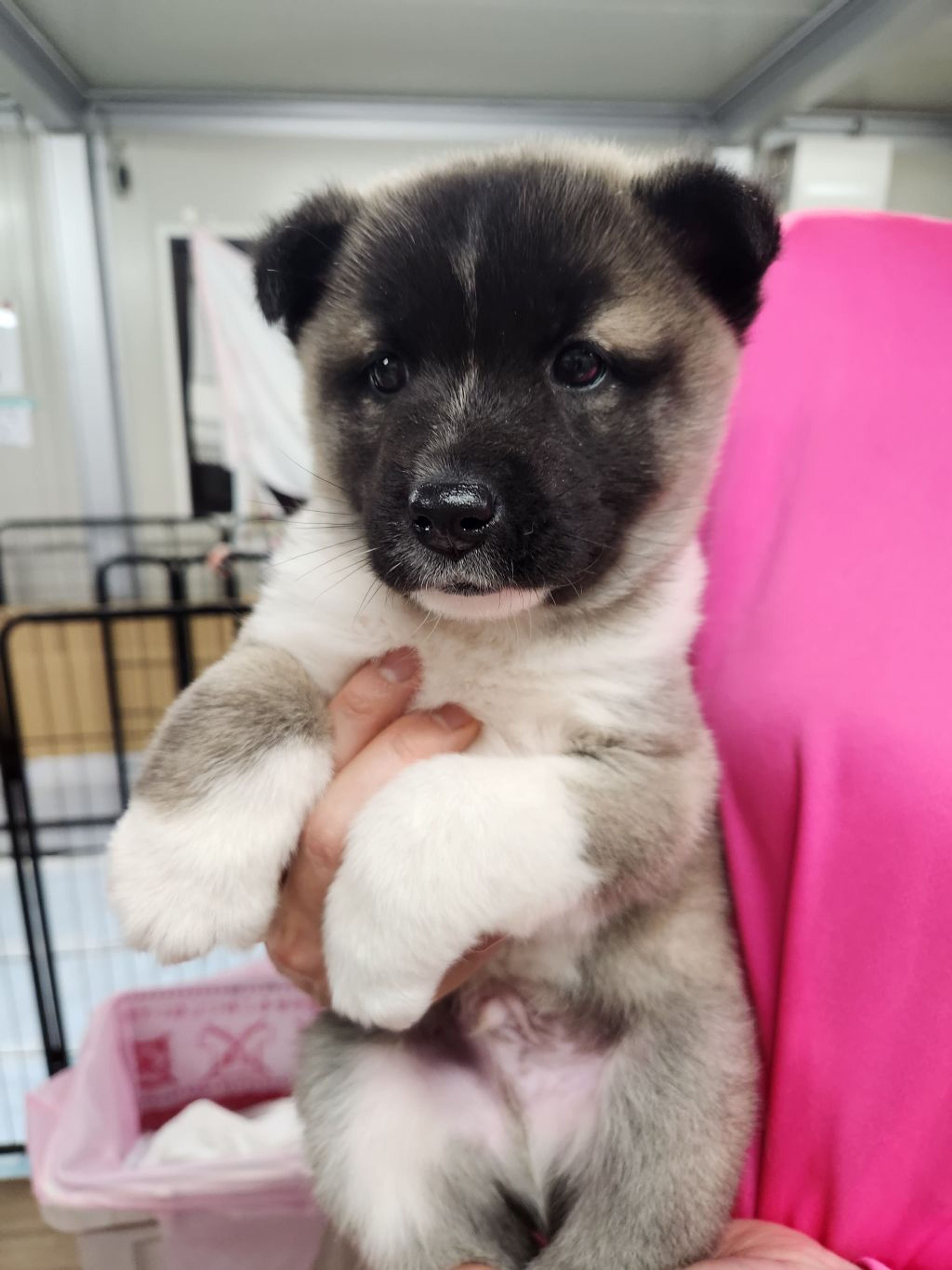pet-image-3