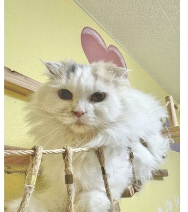 くるりんちゃん