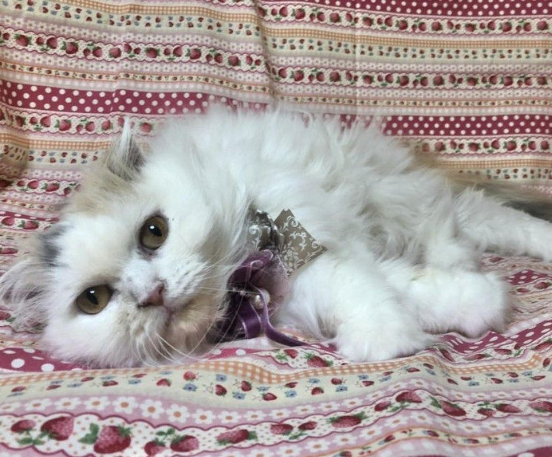 pet-image-3