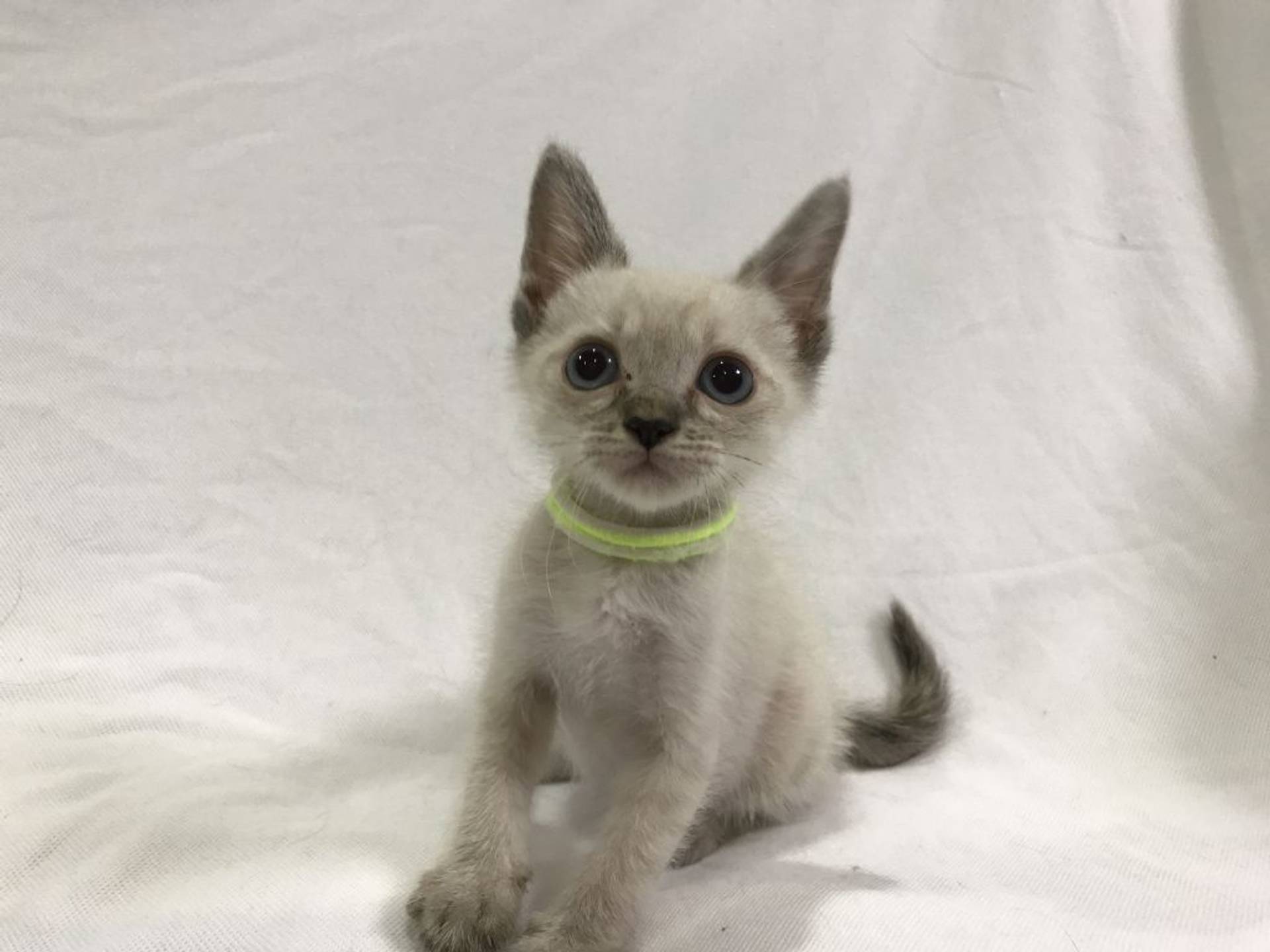 雑種（ミックス猫）・メスの里親募集の写真